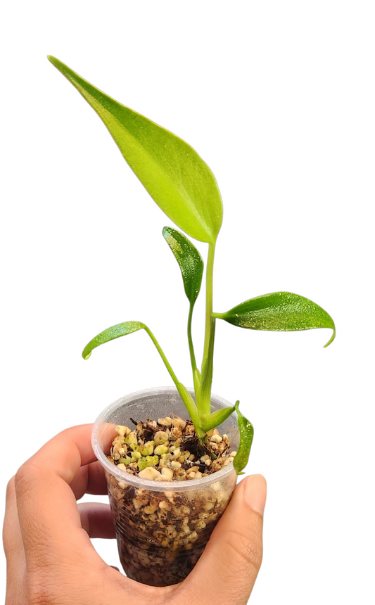 Monstera Burle Marx Flame (TC)