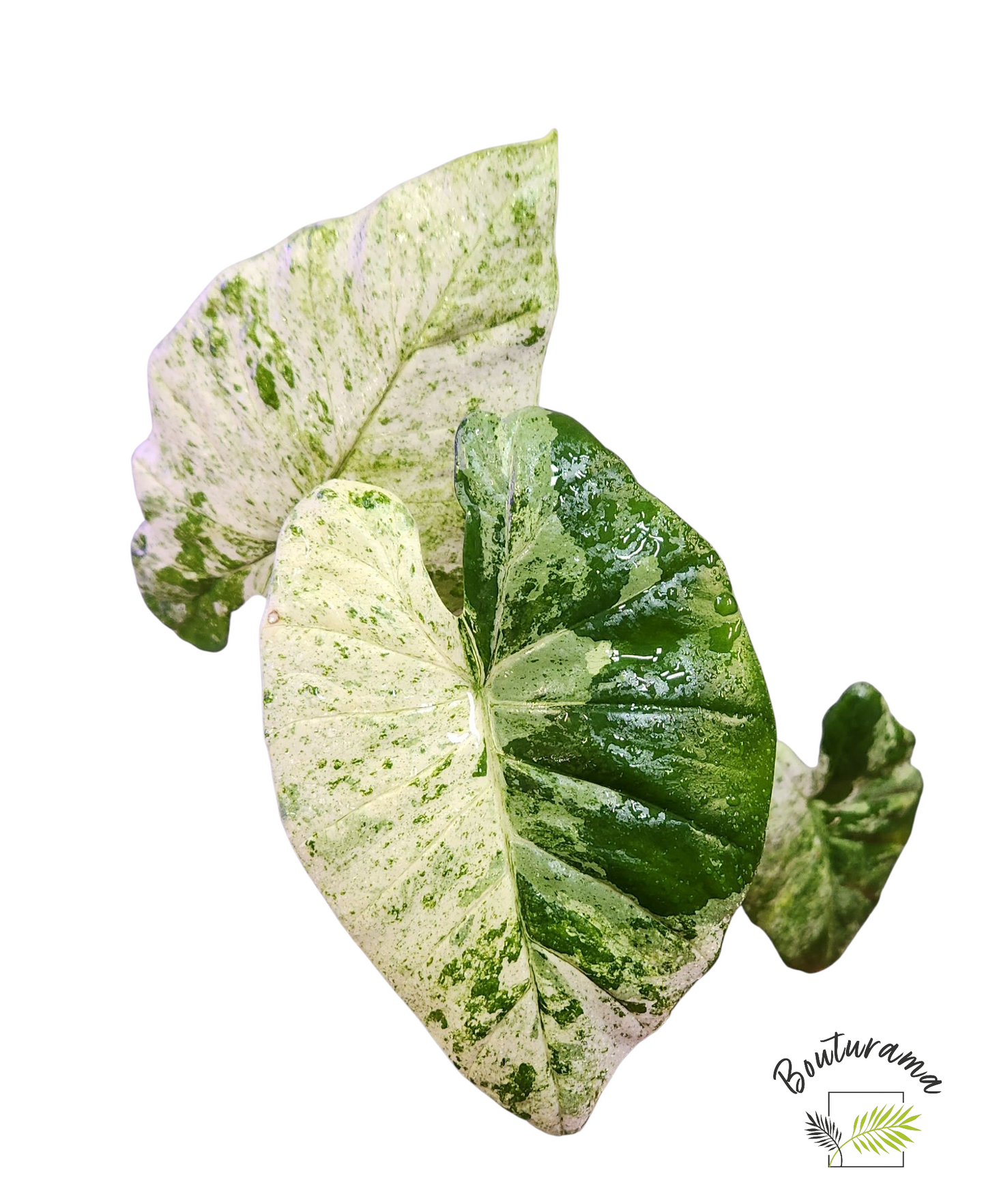 Alocasia Macrorrhiza Camouflage