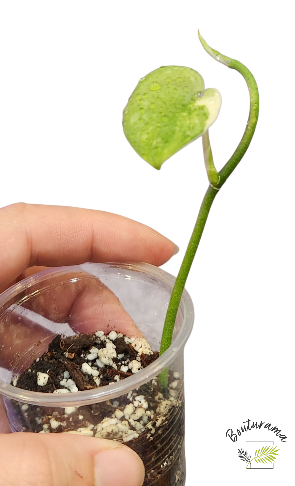 Scindapsus Mangurai