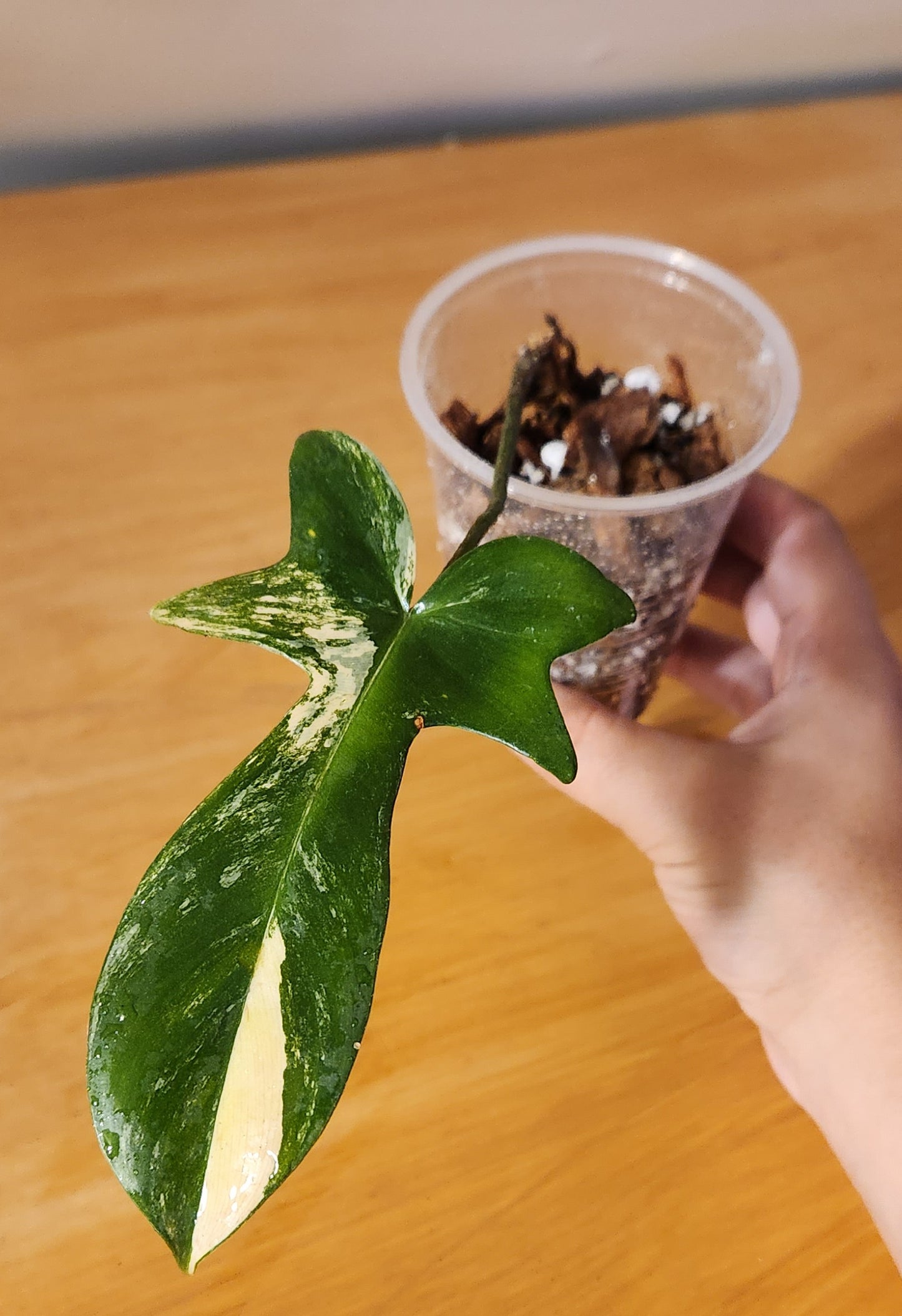 Philodendron Florida Beauty