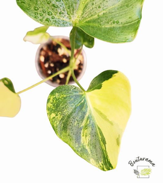 Philodendron Williamsii Variegated