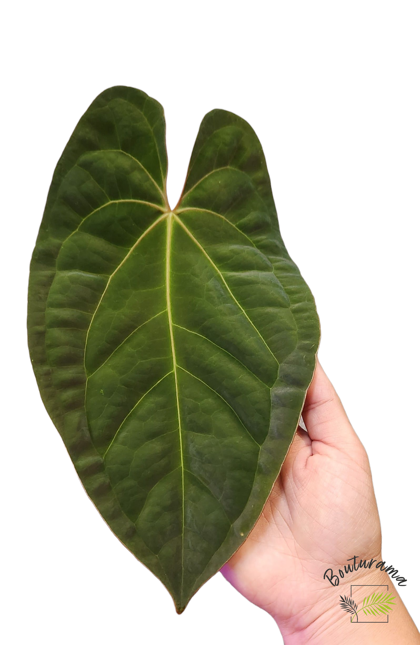 Anthurium Papillilaminum x Dark Phoenix