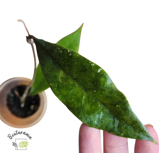 Hoya Estrella Waterfalls