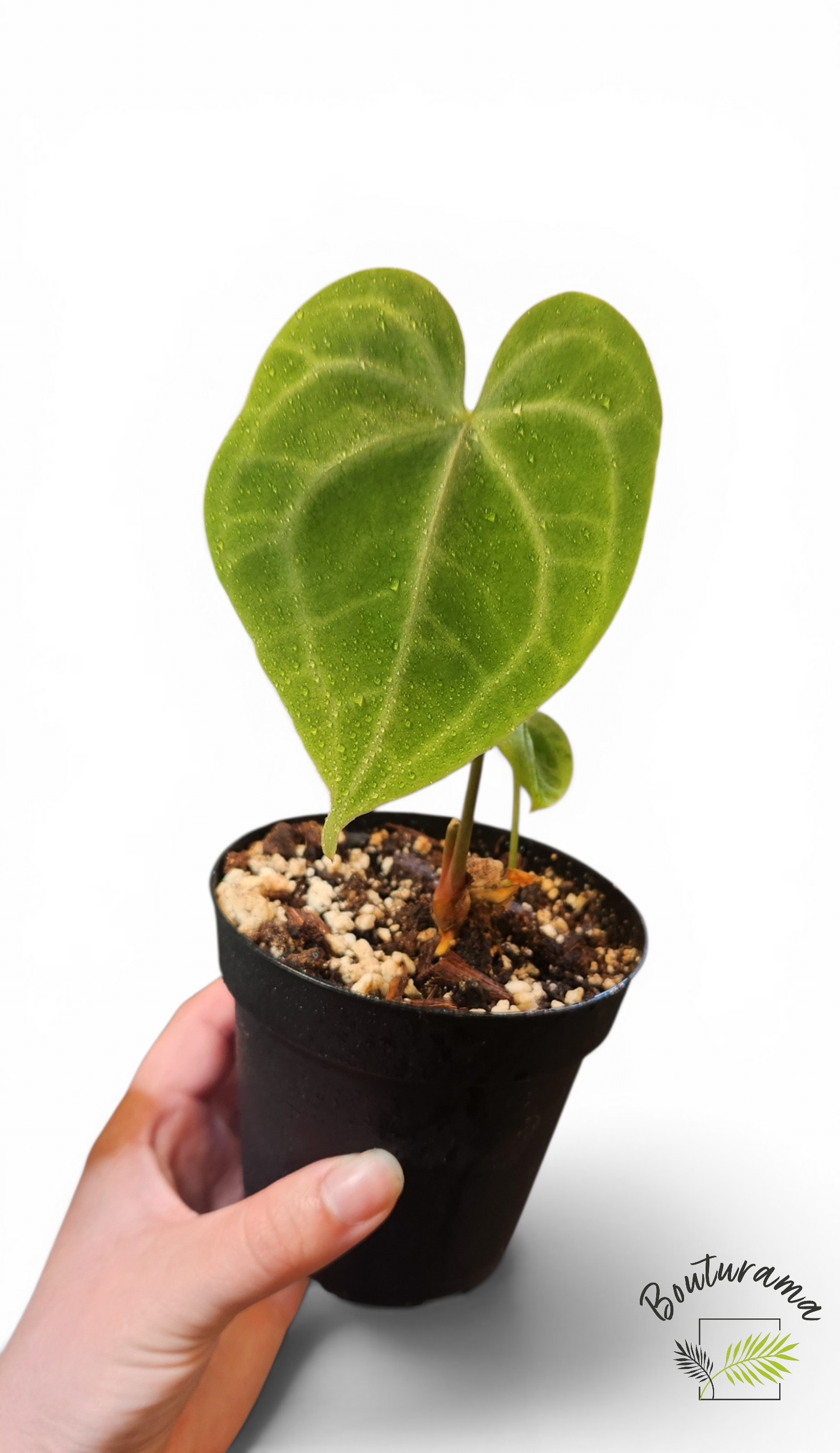 Anthurium Clarinervium