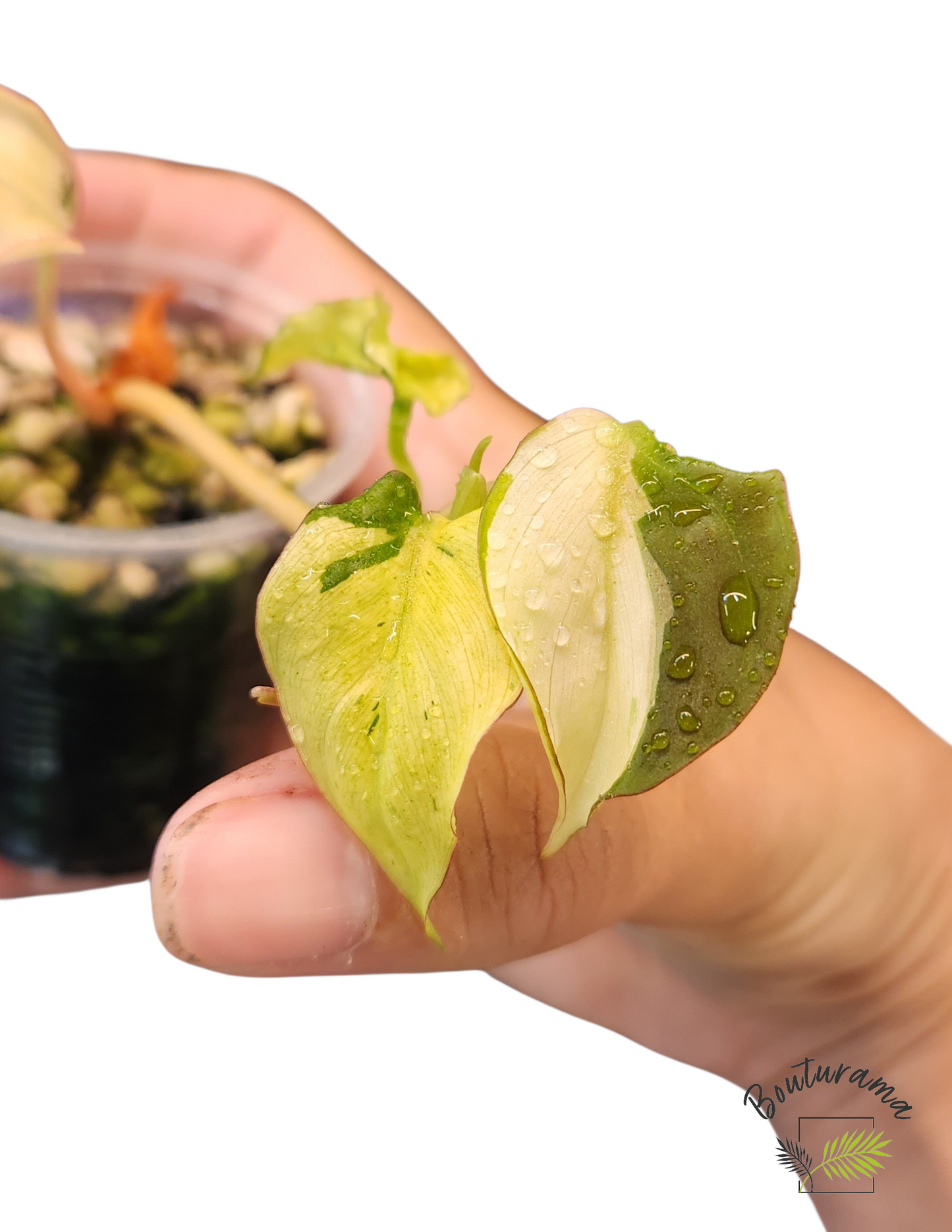 Philodendron Micans Mint
