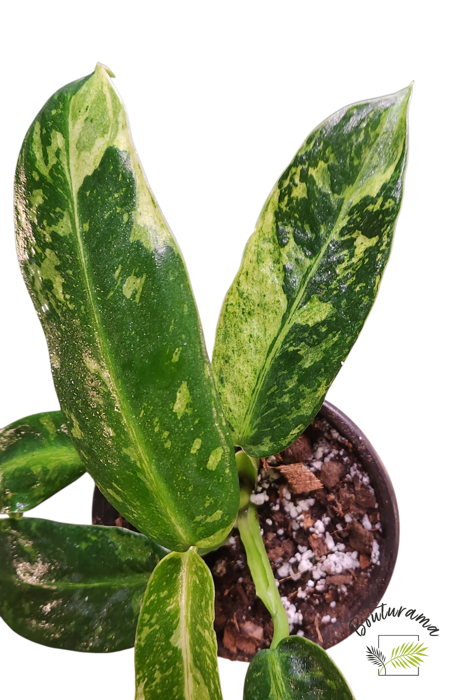 Philodendron Jose Buono