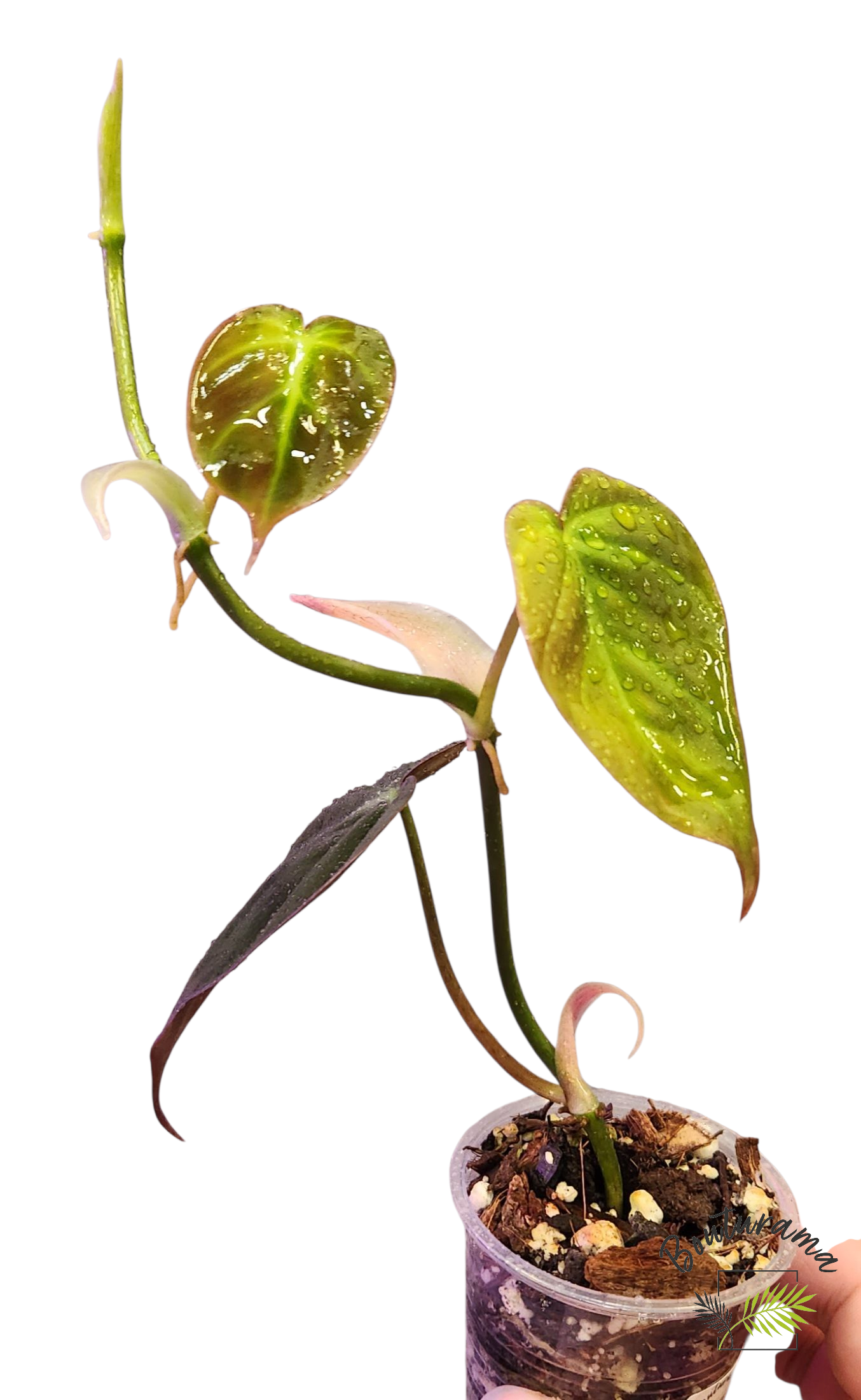 Philodendron Micans Pink variegated- Possible Revert