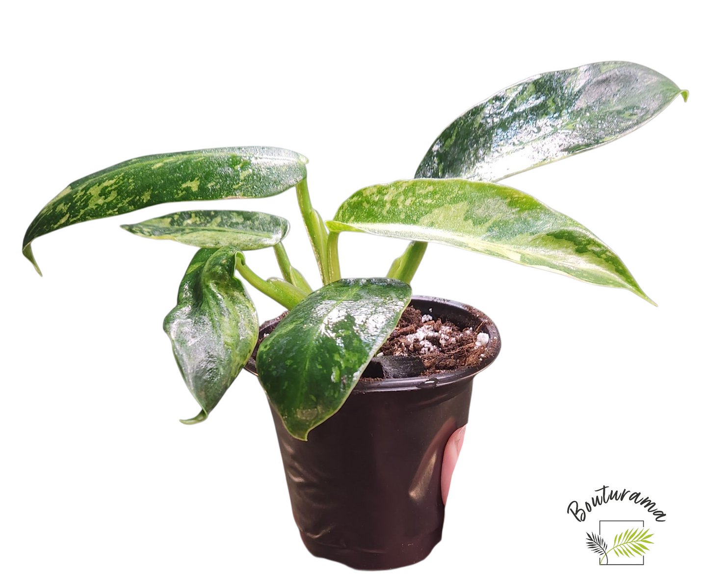 Philodendron Jose Buono