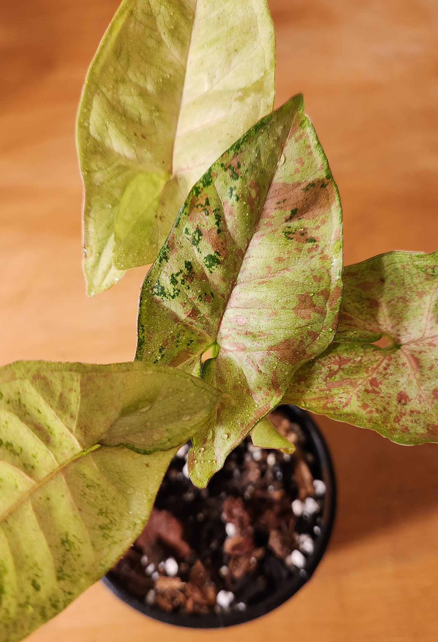 Syngonium Milk Confetti Tri-color variegated