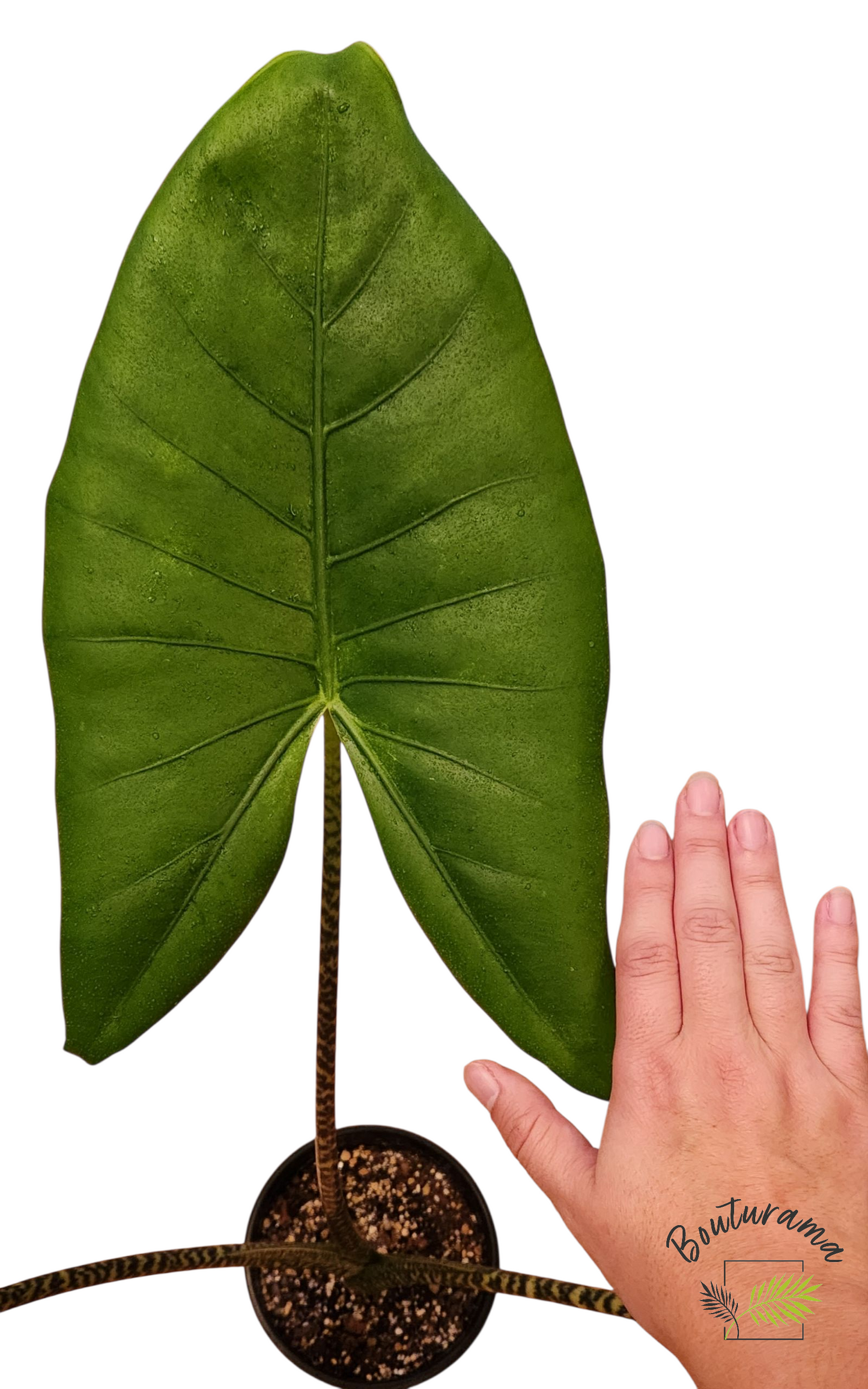 Alocasia Zebrina