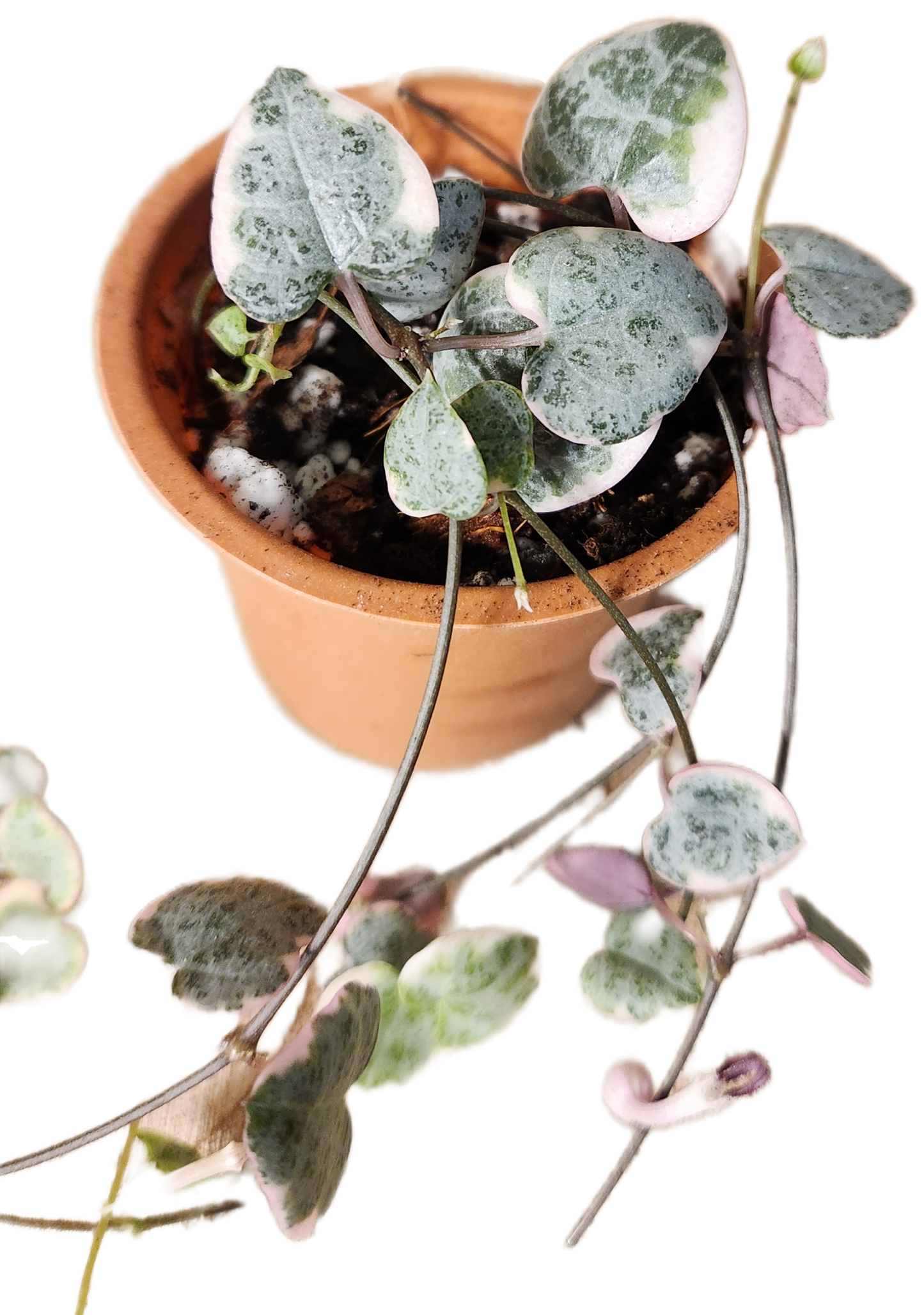 Chaine de coeur variegated