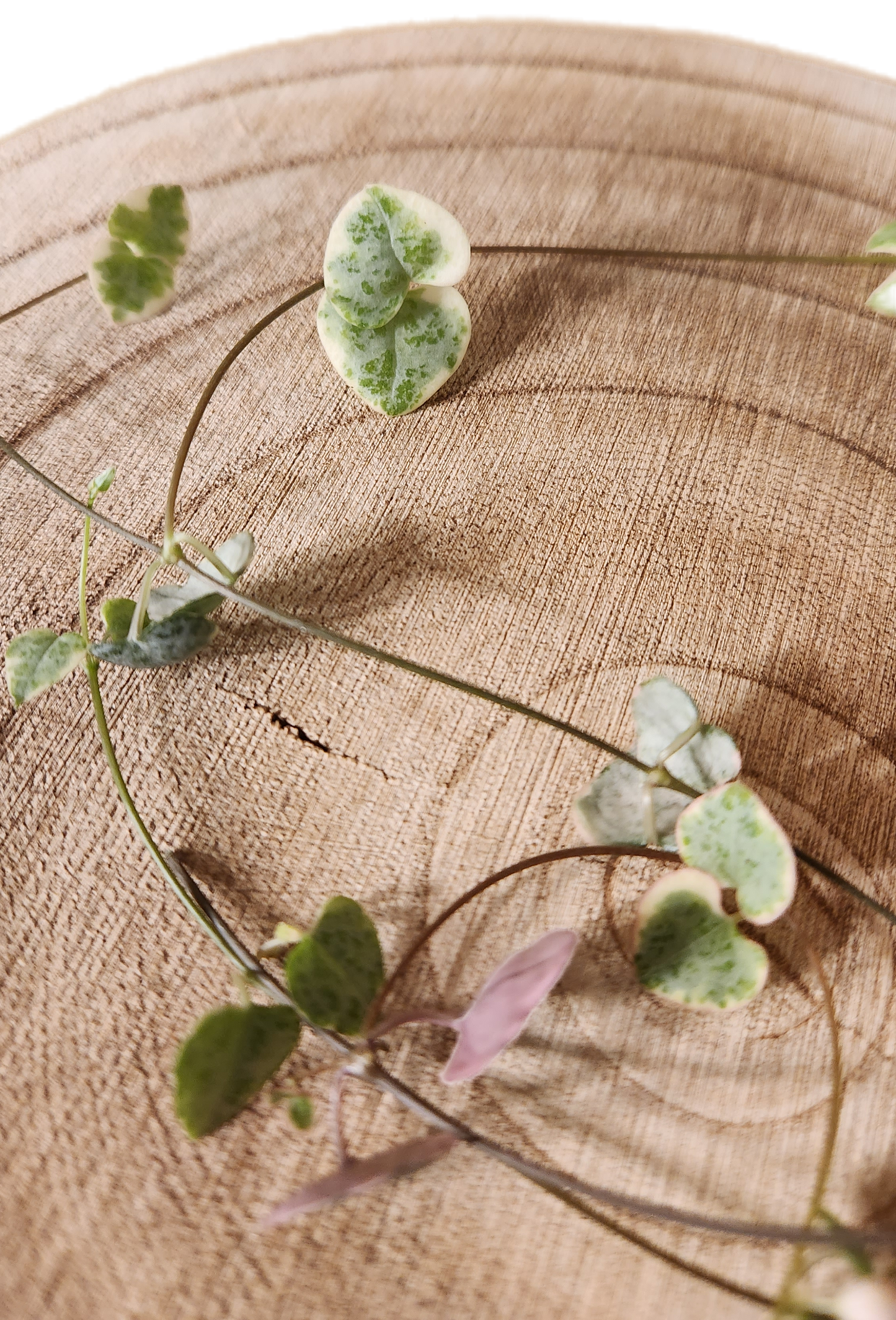 Chaine de coeur variegated