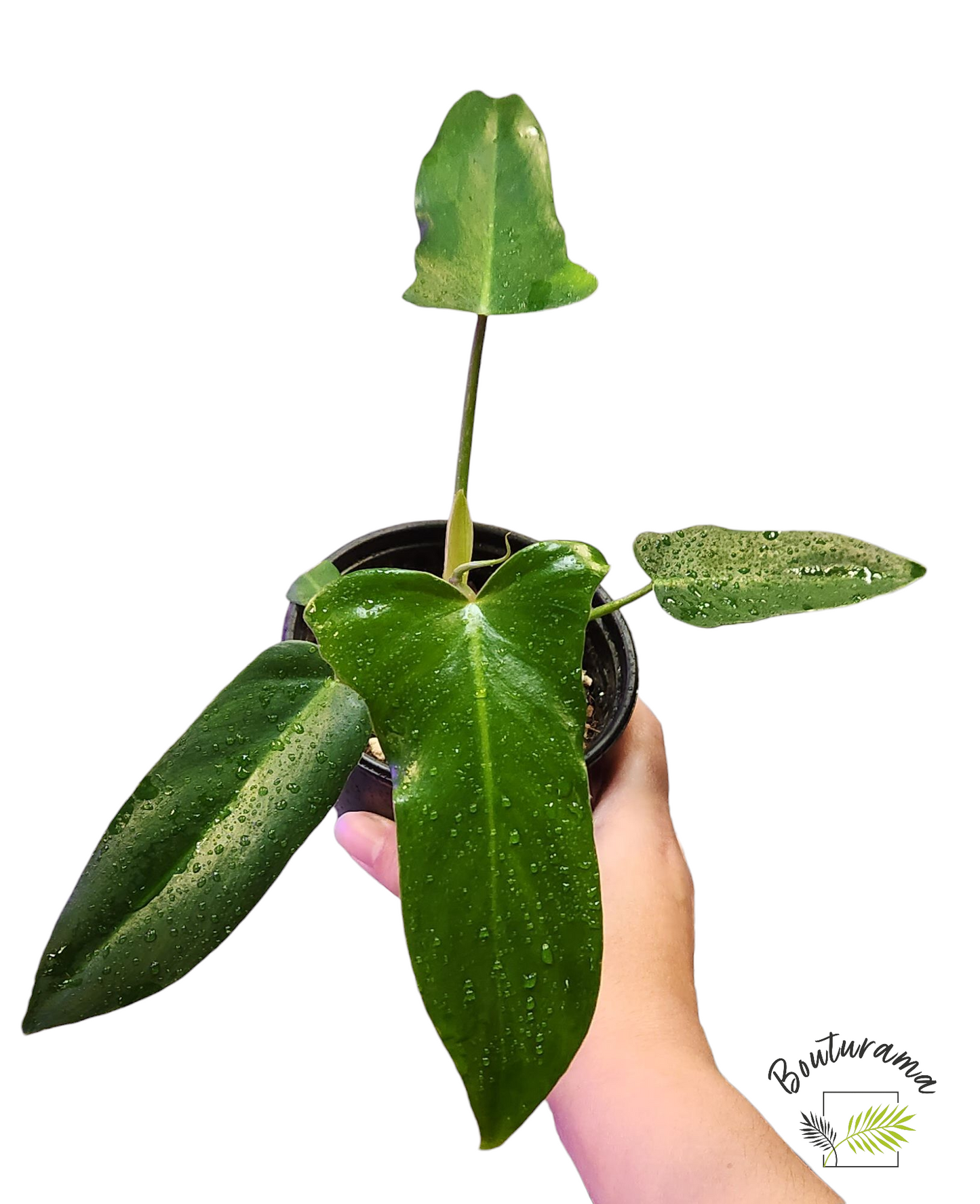 Philodendron Golden Dragon- Possible Revert