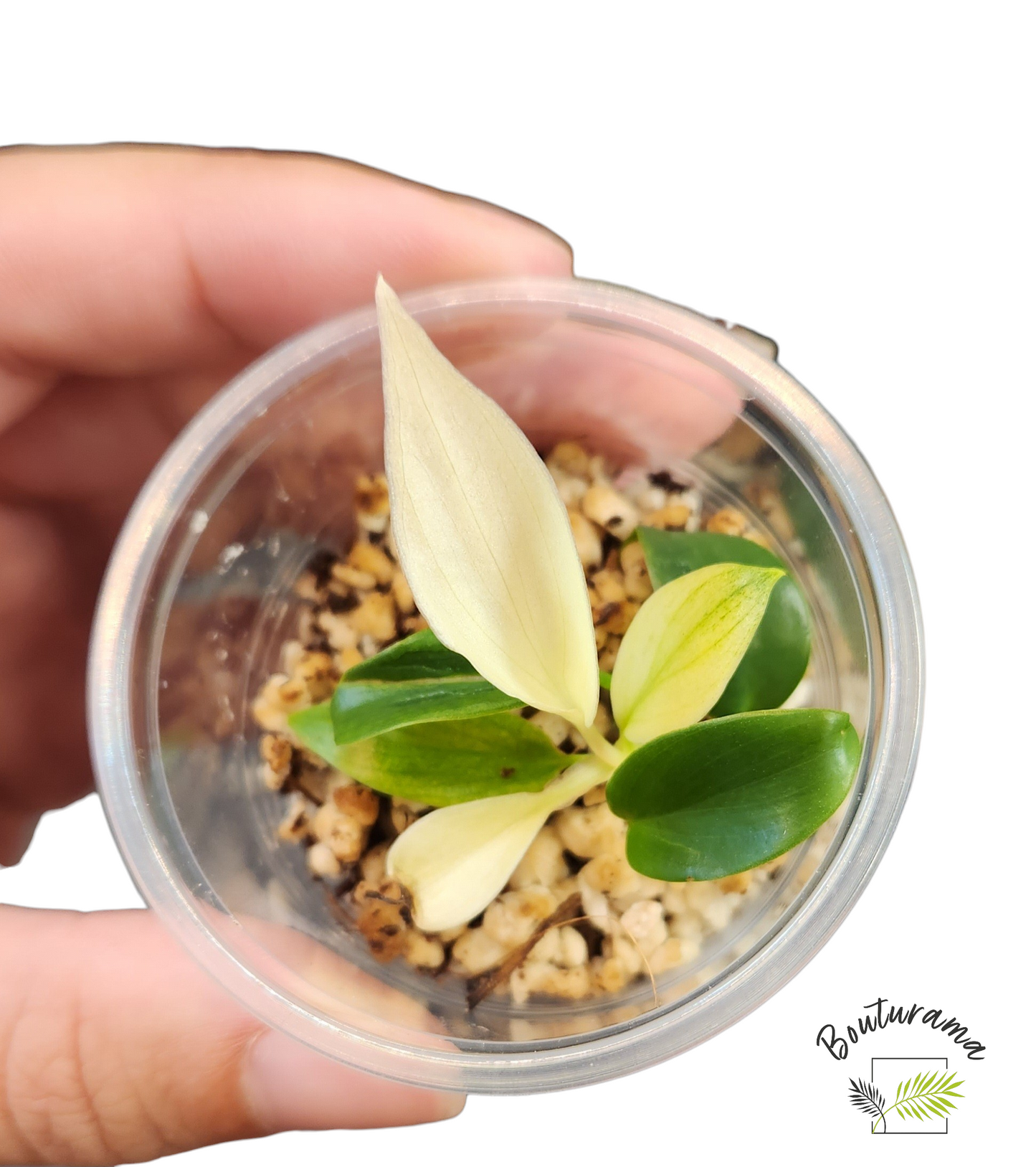 Philodendron Florida Ghost
