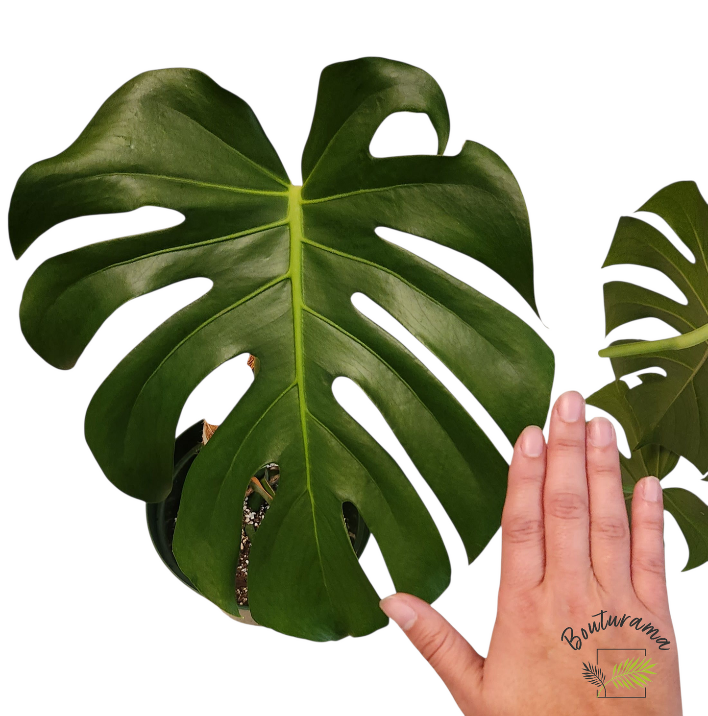 Monstera Deliciosa