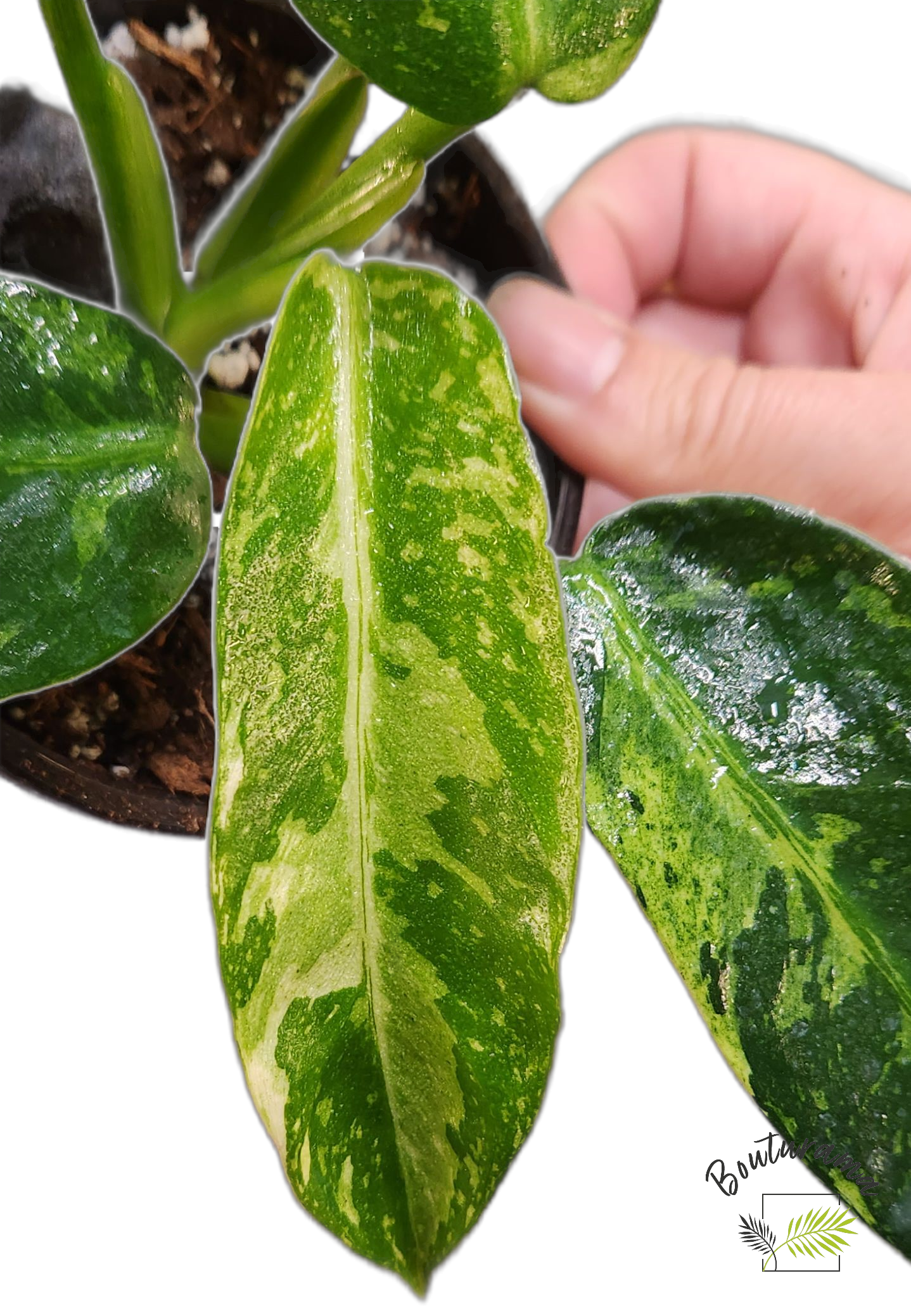 Philodendron Jose Buono