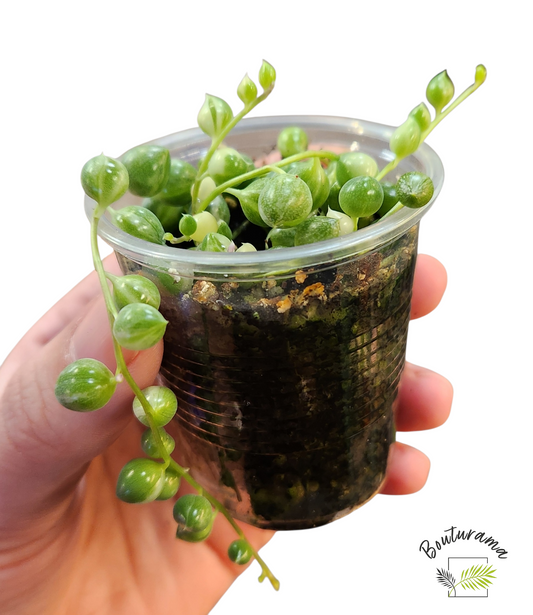 Chaine de perles Variegata