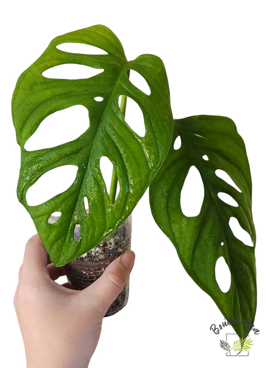 Monstera Adansonii