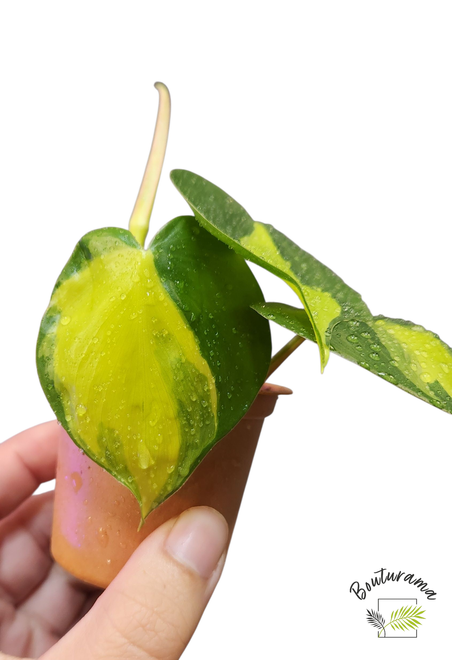 Philodendron Brazil