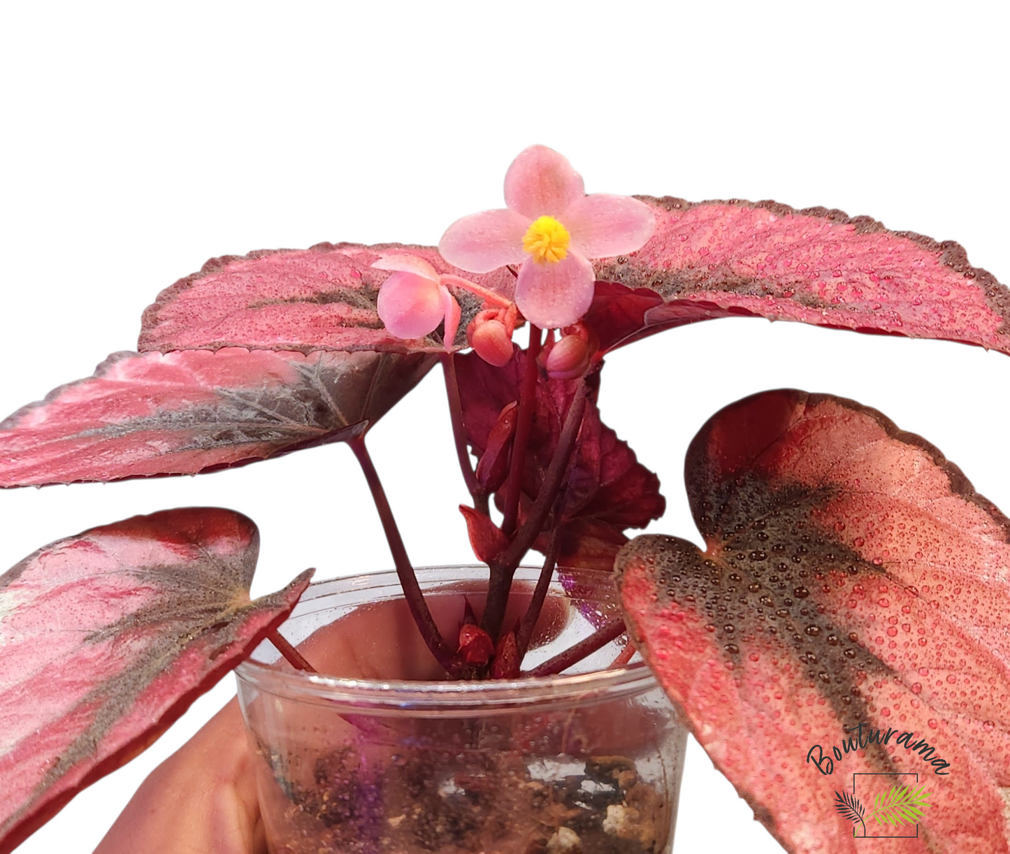 Bégonia Rex "Red Kiss"
