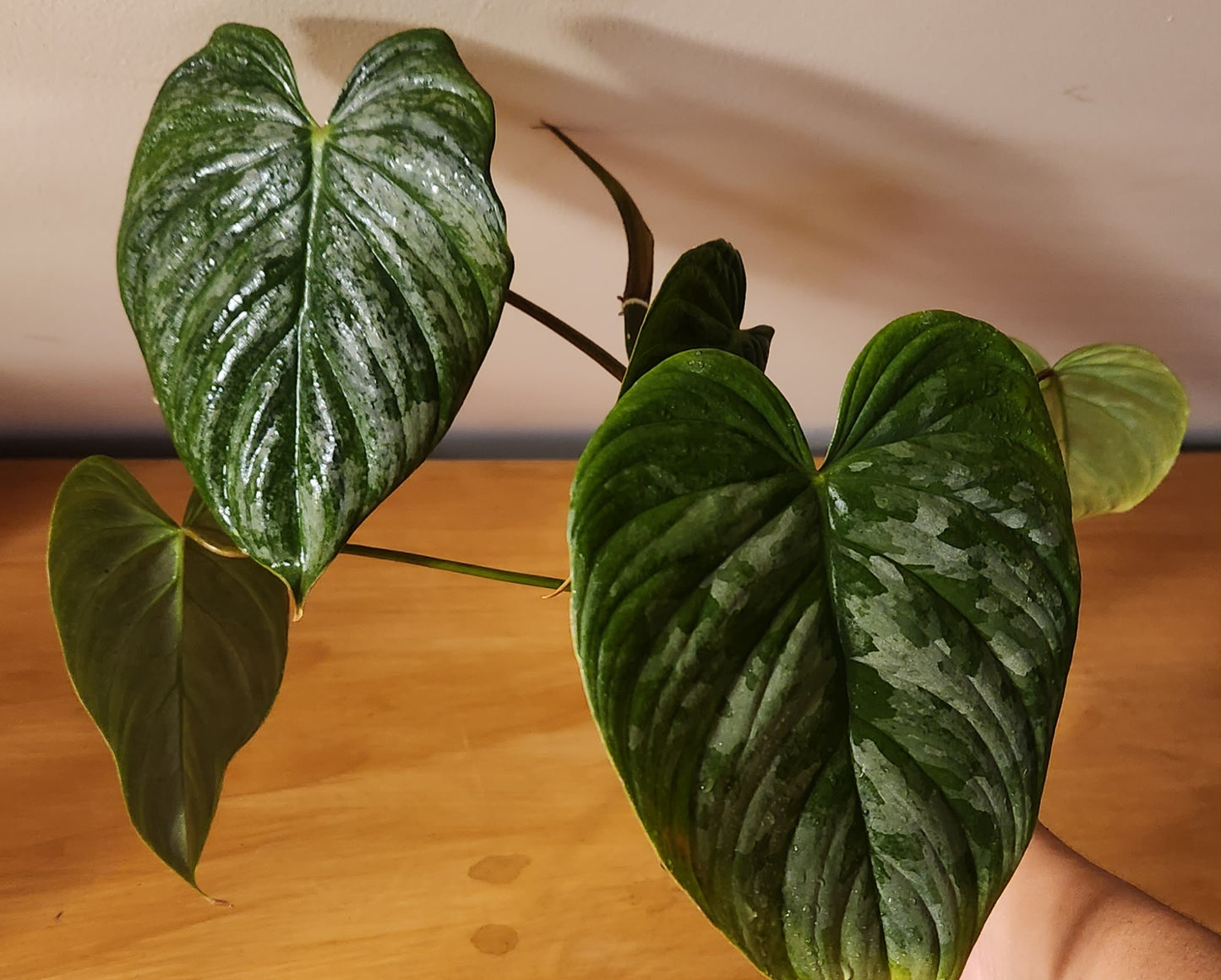 Philodendron Majestic