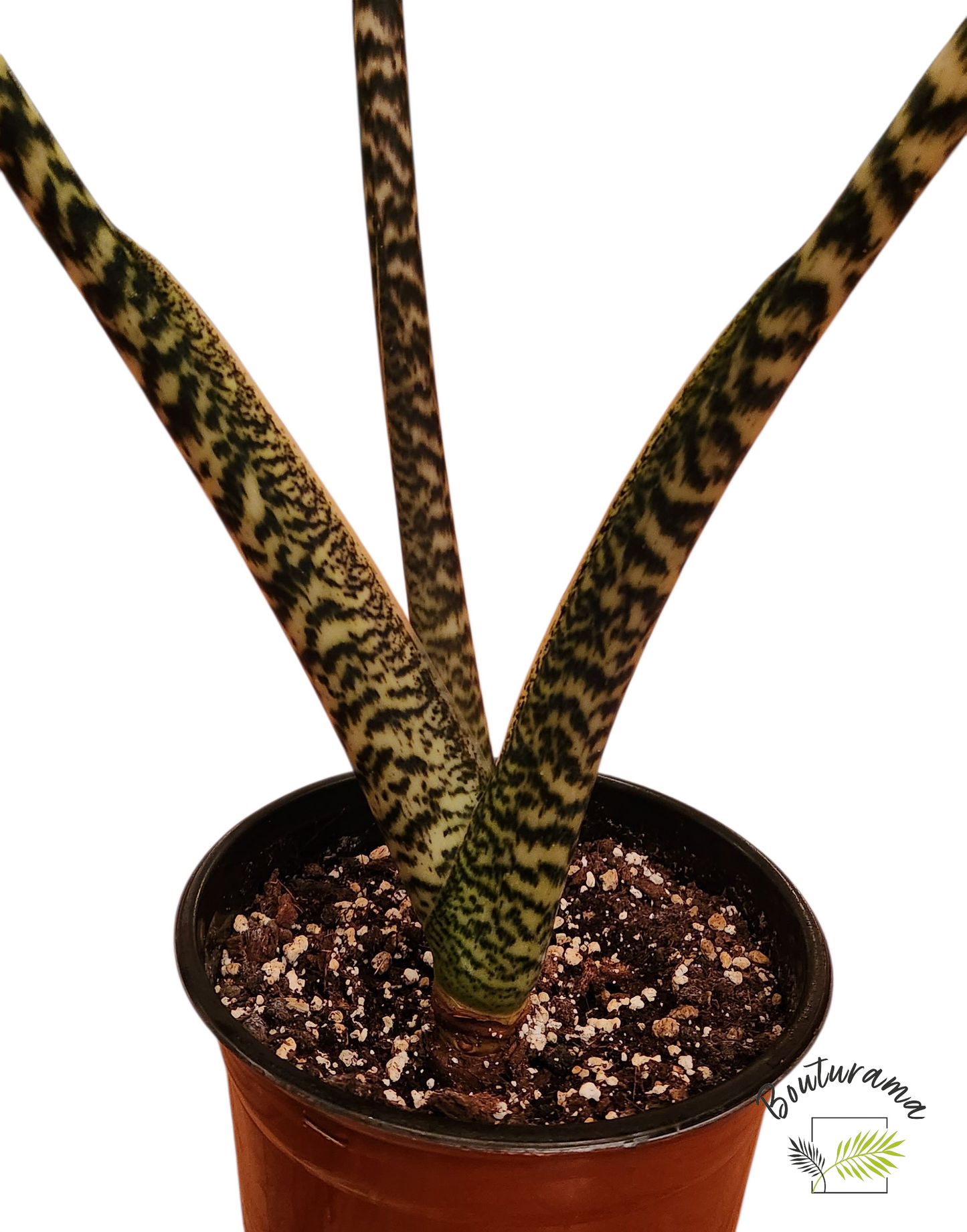 Alocasia Zebrina