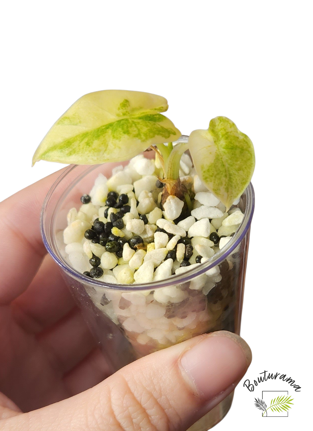 Alocasia Gigantea Aurea