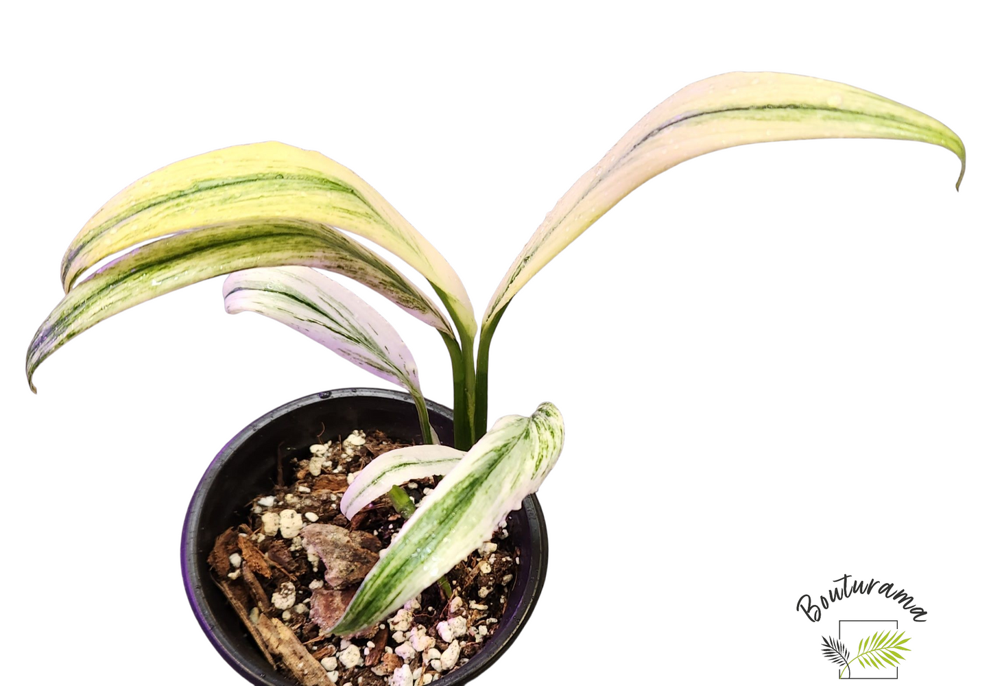Epipremnum Amplissium Silver Stripe Variegata
