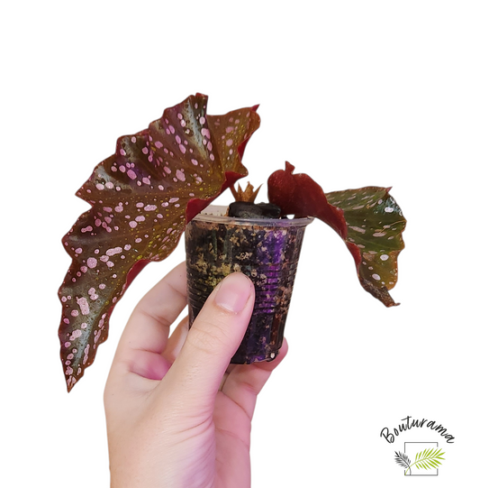 Begonia Cracklin Rosie