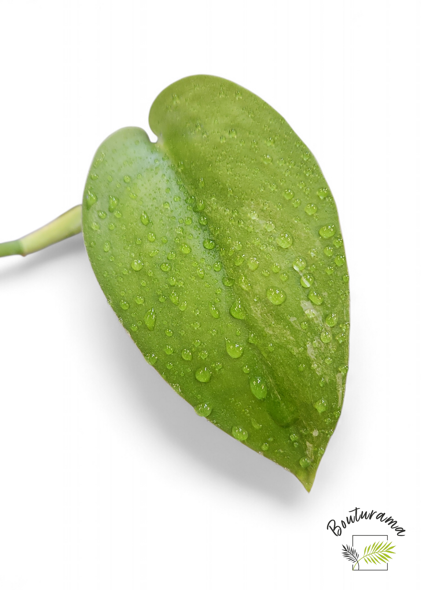 Scindapsus Jade Satin Mint - Possible Revert