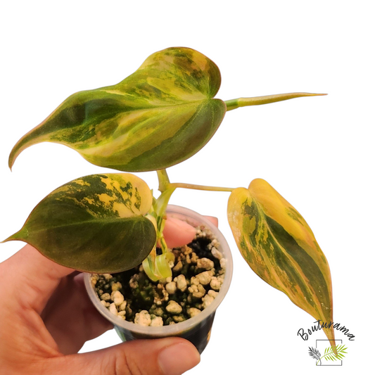 Philodendron Micans Variegata