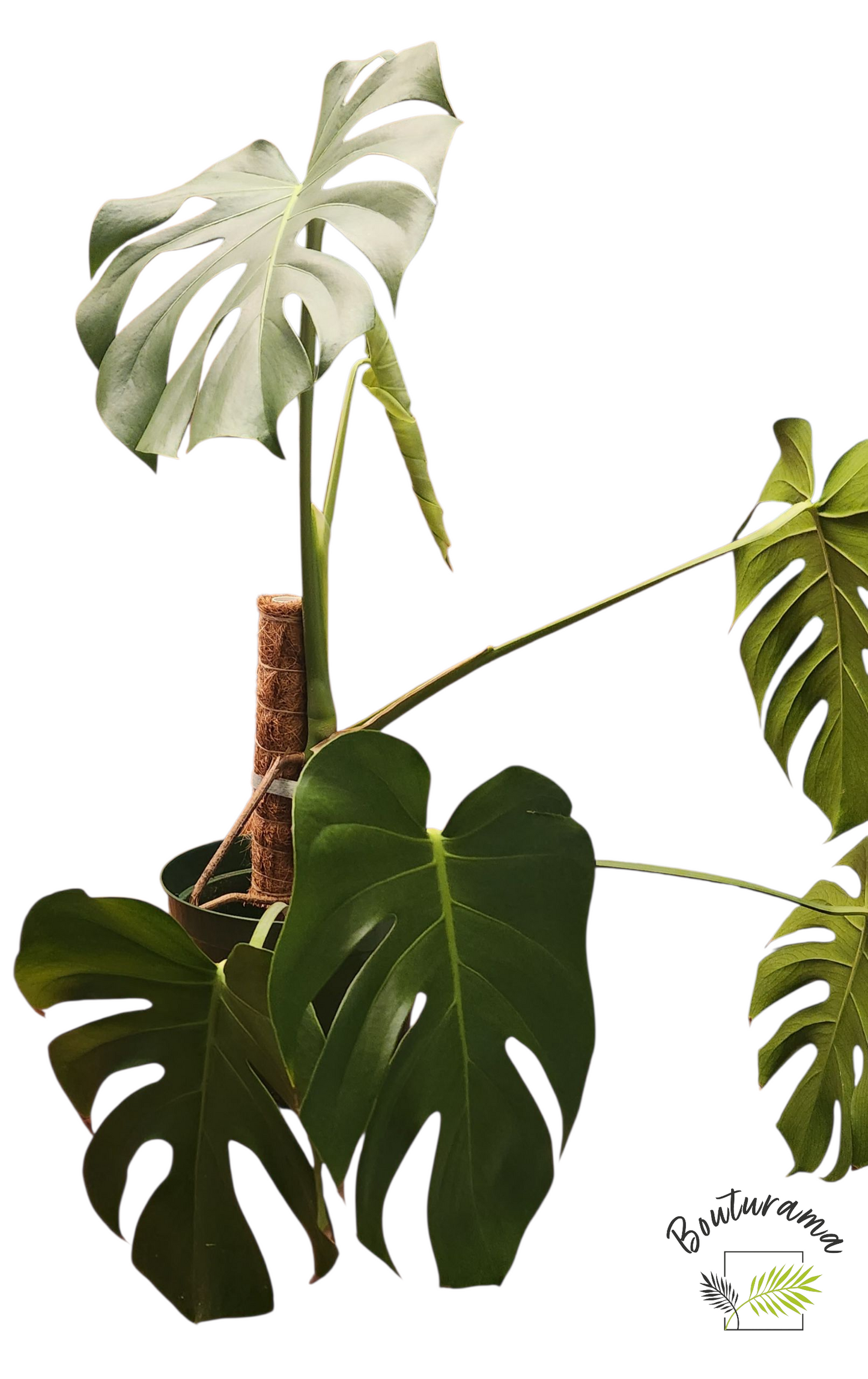 Monstera Deliciosa
