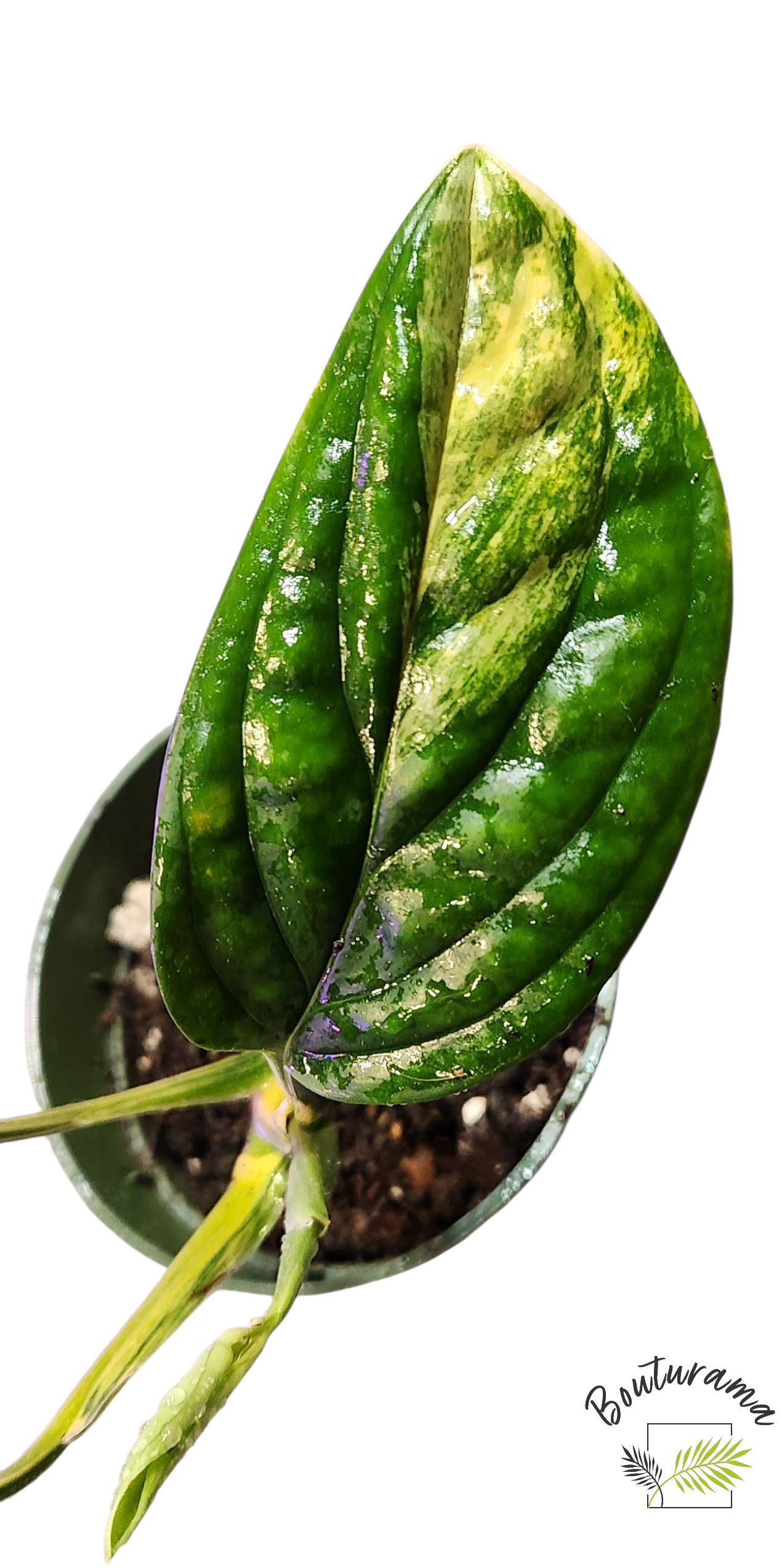 Monstera Peru Variegata