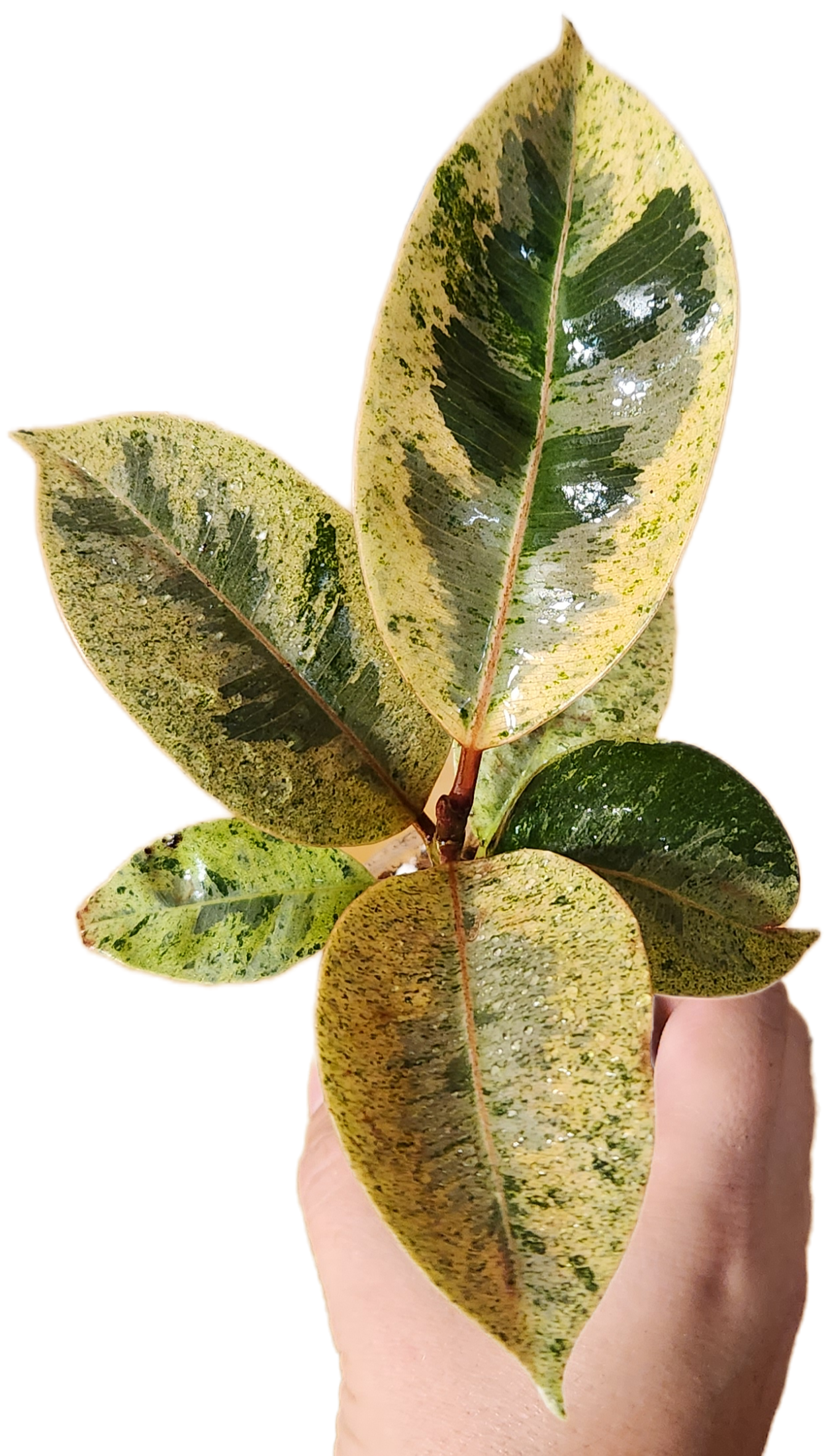 Ficus Shivereana