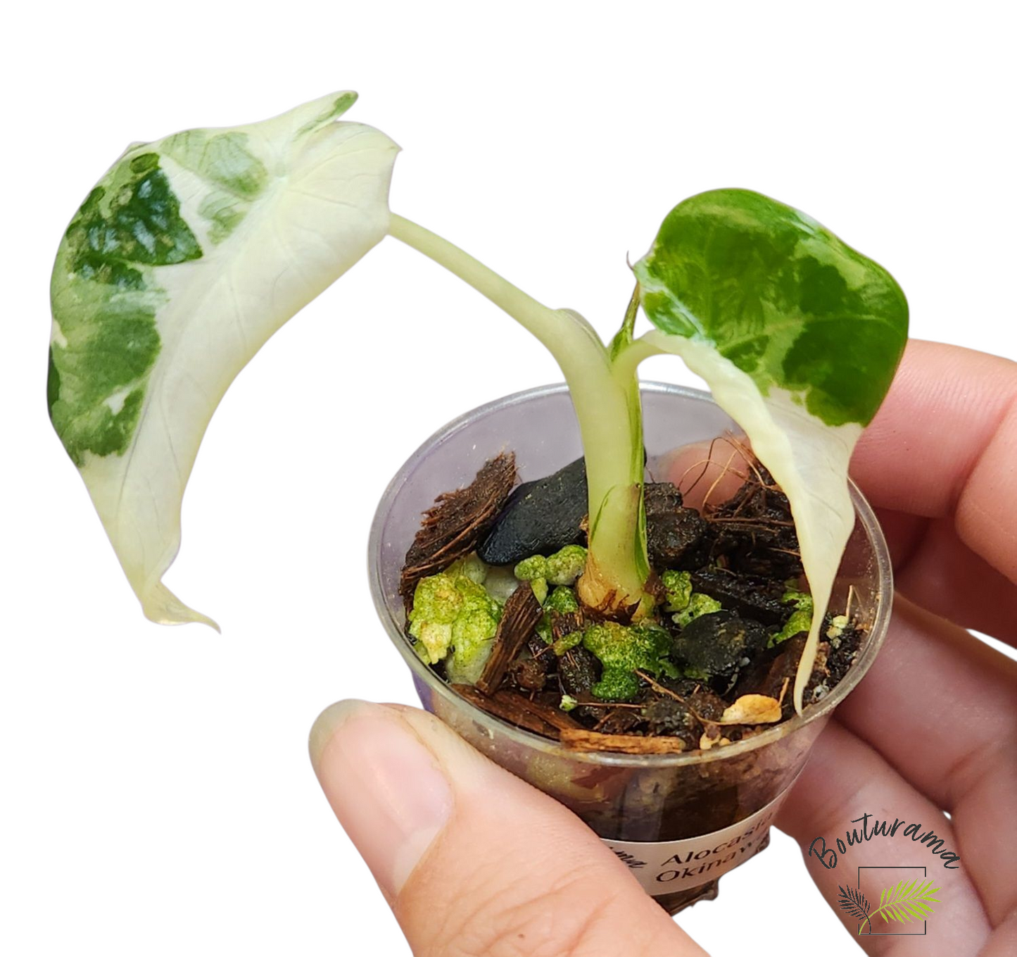 Alocasia Okinawa Silver