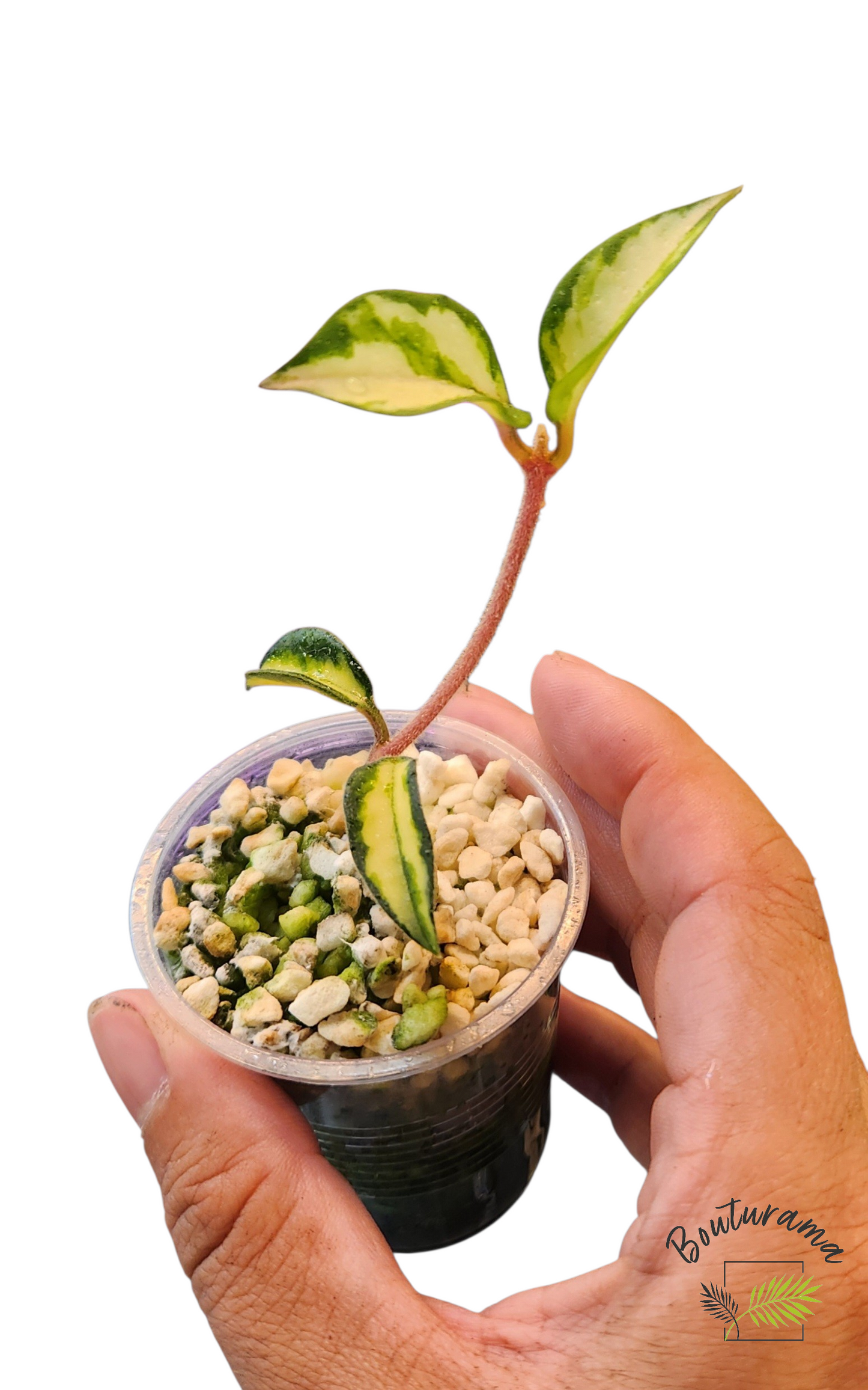 Hoya Carnosa Krimson Princess