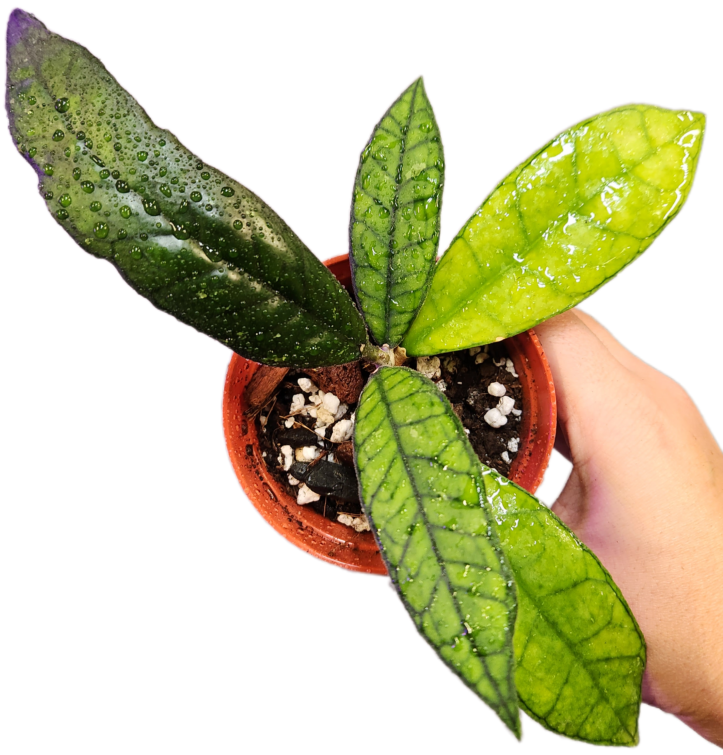 Hoya Finlaysonii Olfe