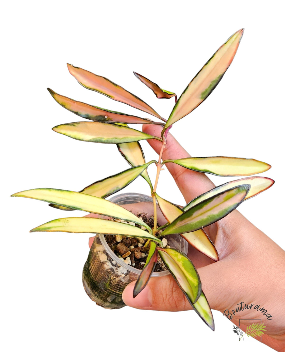 Hoya Kentiana Variegated