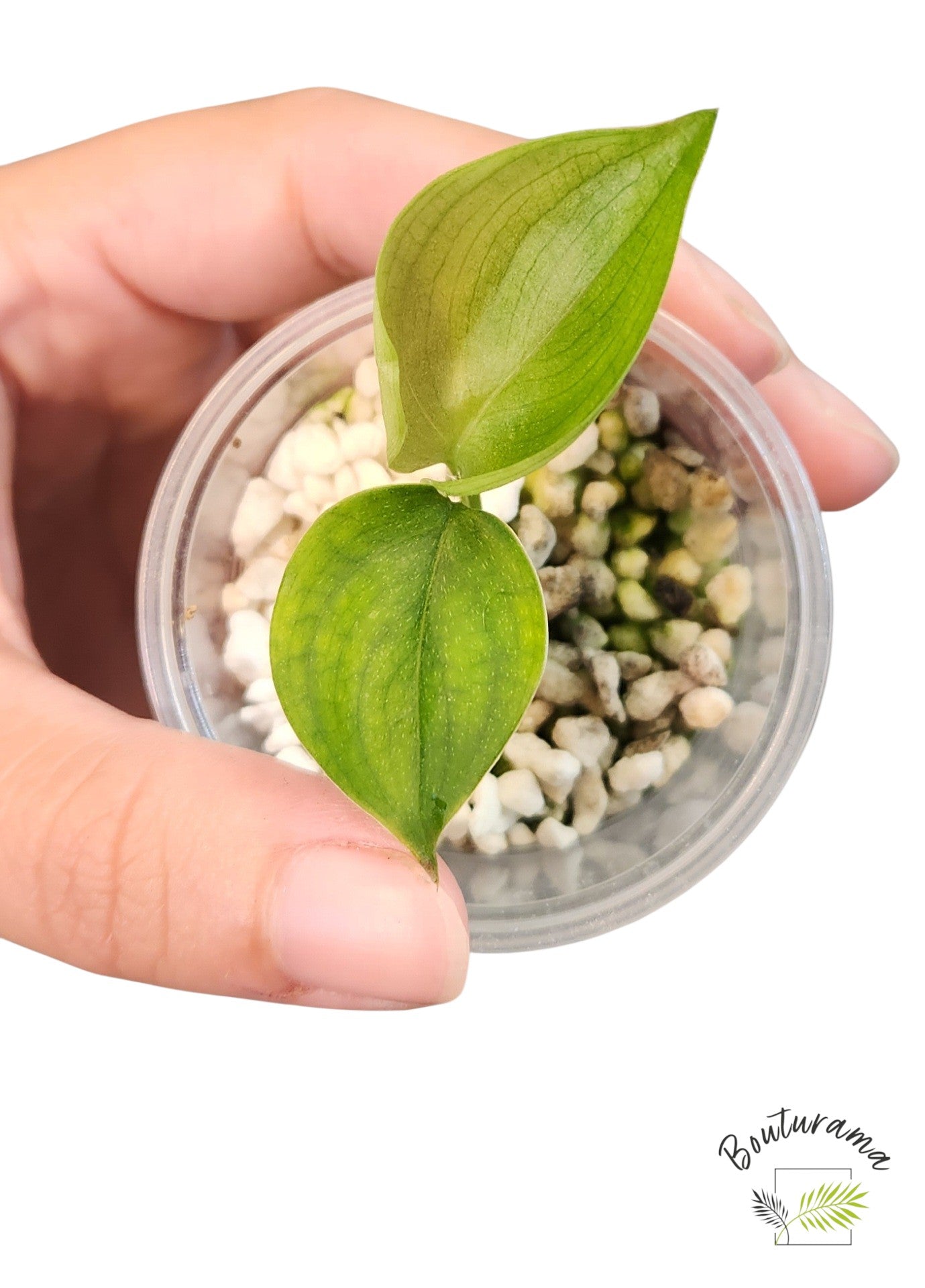 Scindapsus White Monster revert