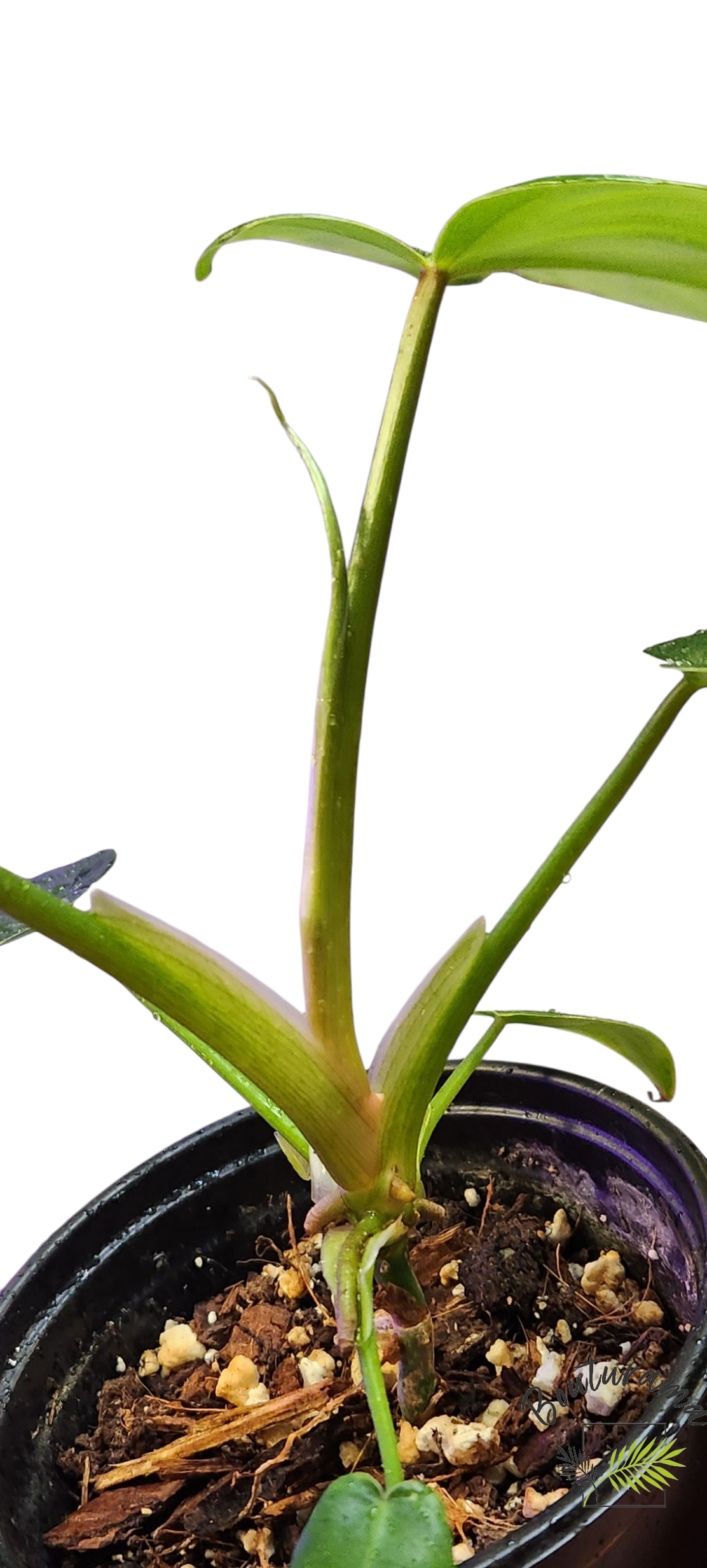 Philodendron Golden Dragon- Possible Revert