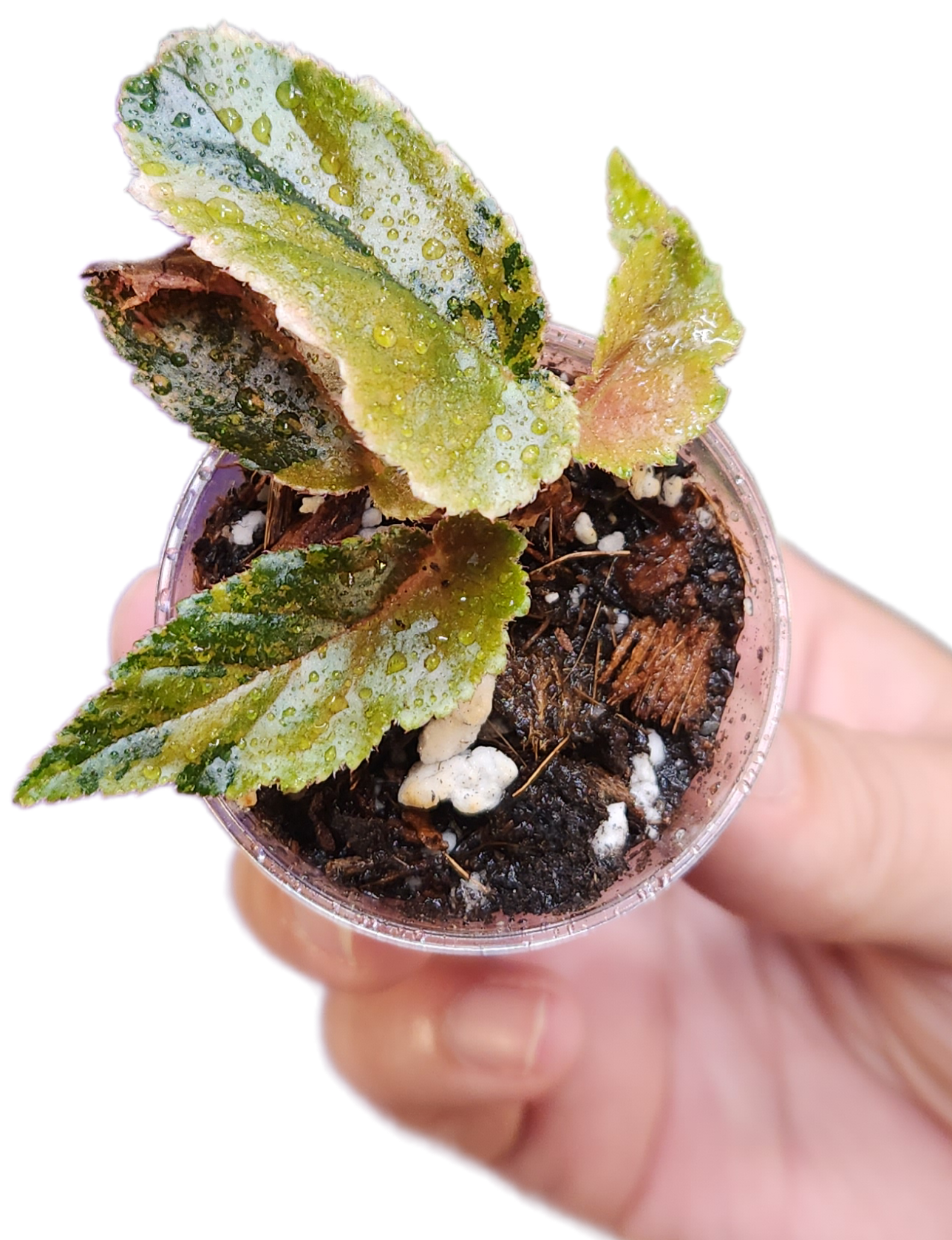 Begonia Galaxy