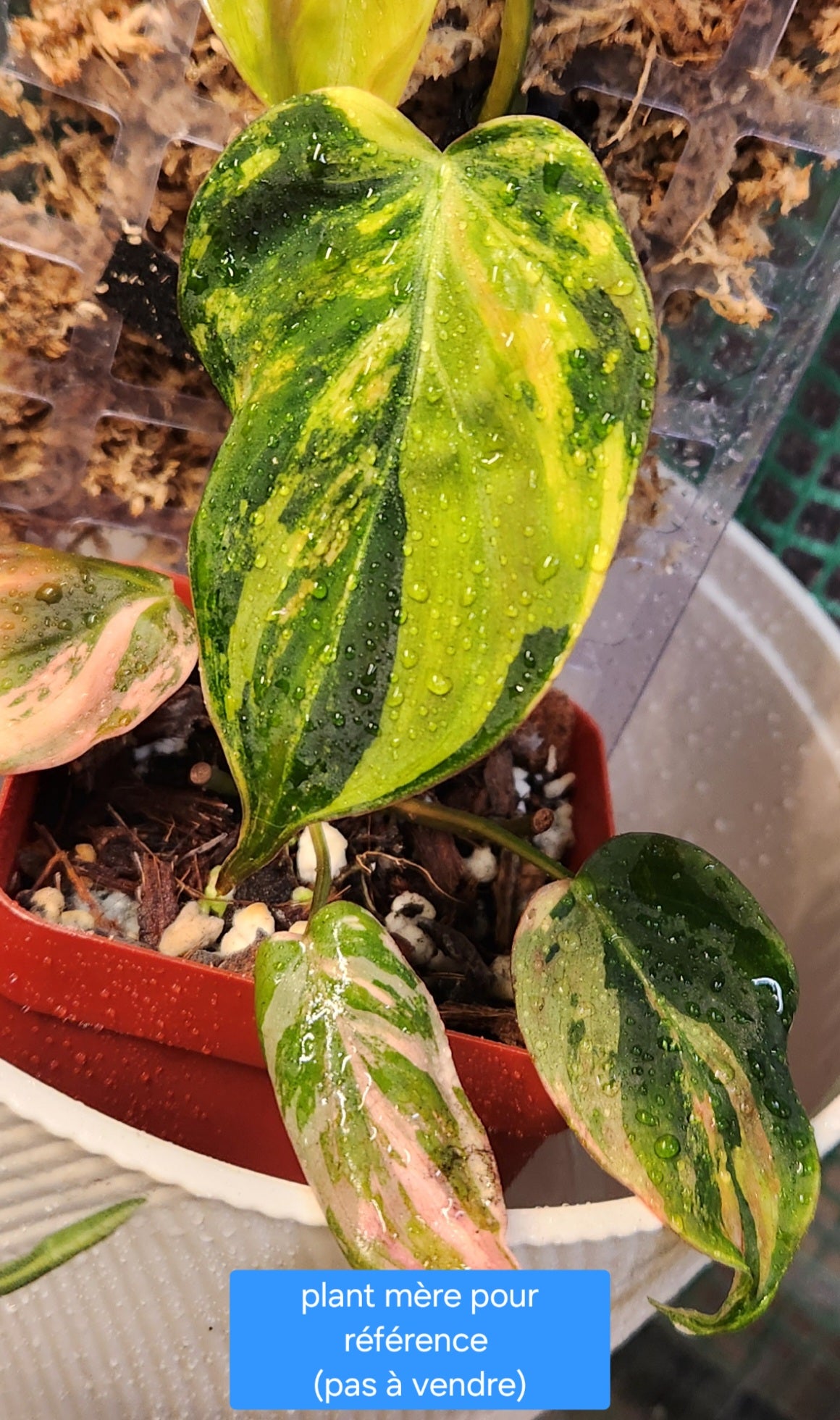 Philodendron Micans Pink variegated- Possible Revert