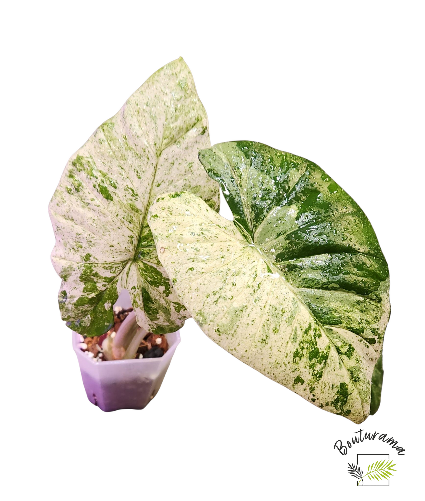 Alocasia Macrorrhiza Camouflage