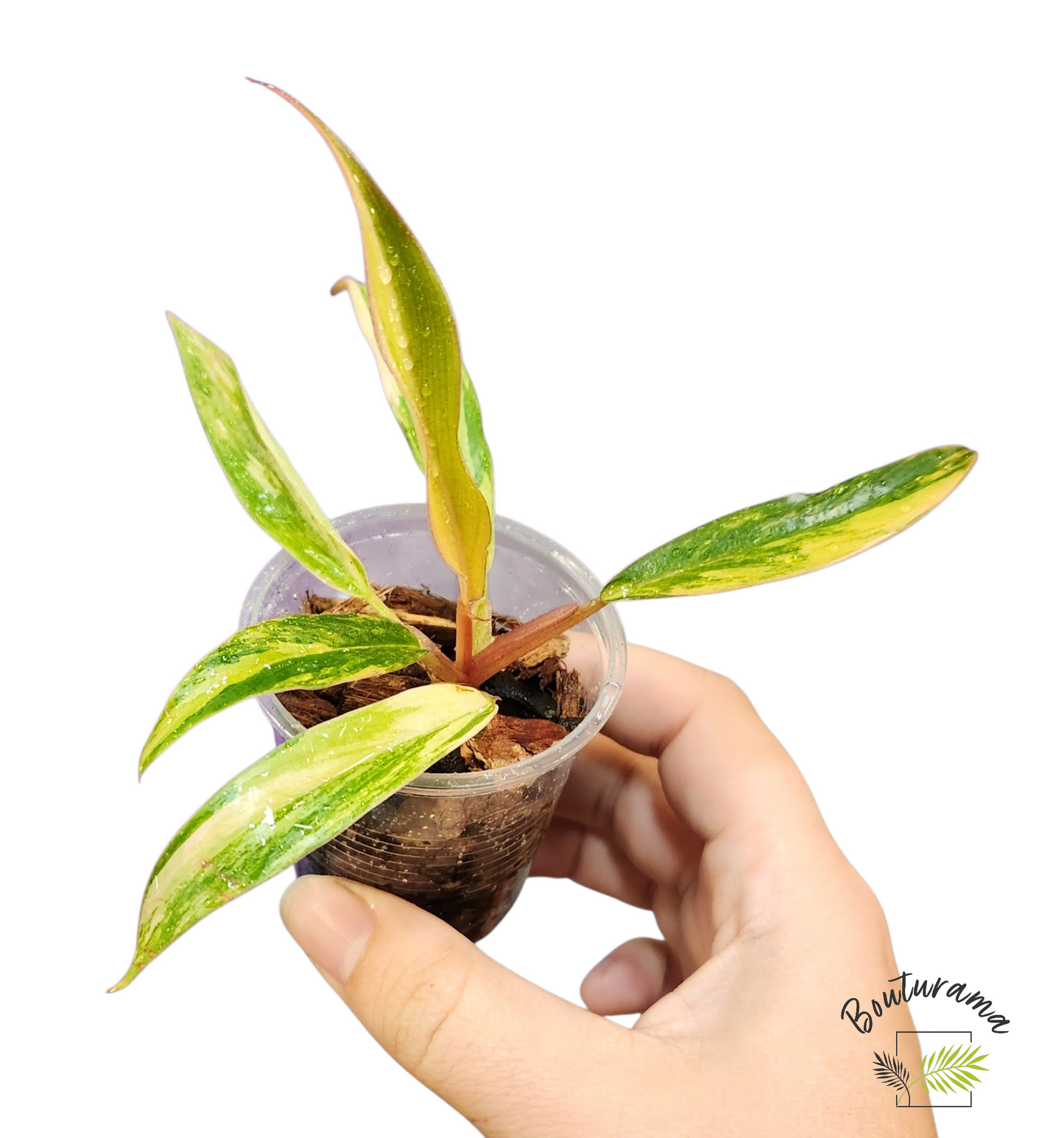 Philodendron Caramel Marble