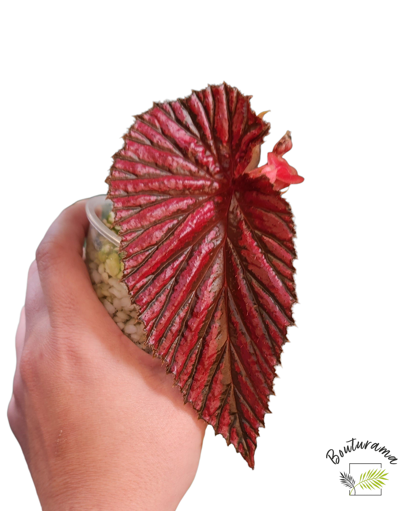 Bégonia Brevirimosa