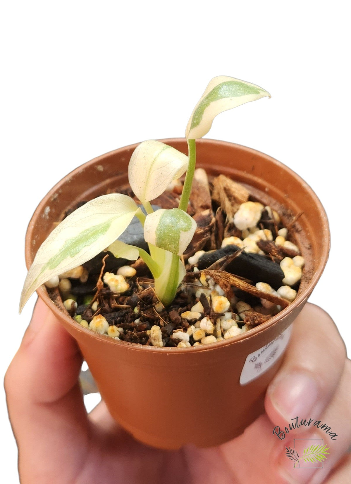 Monstera White Lava Ghost