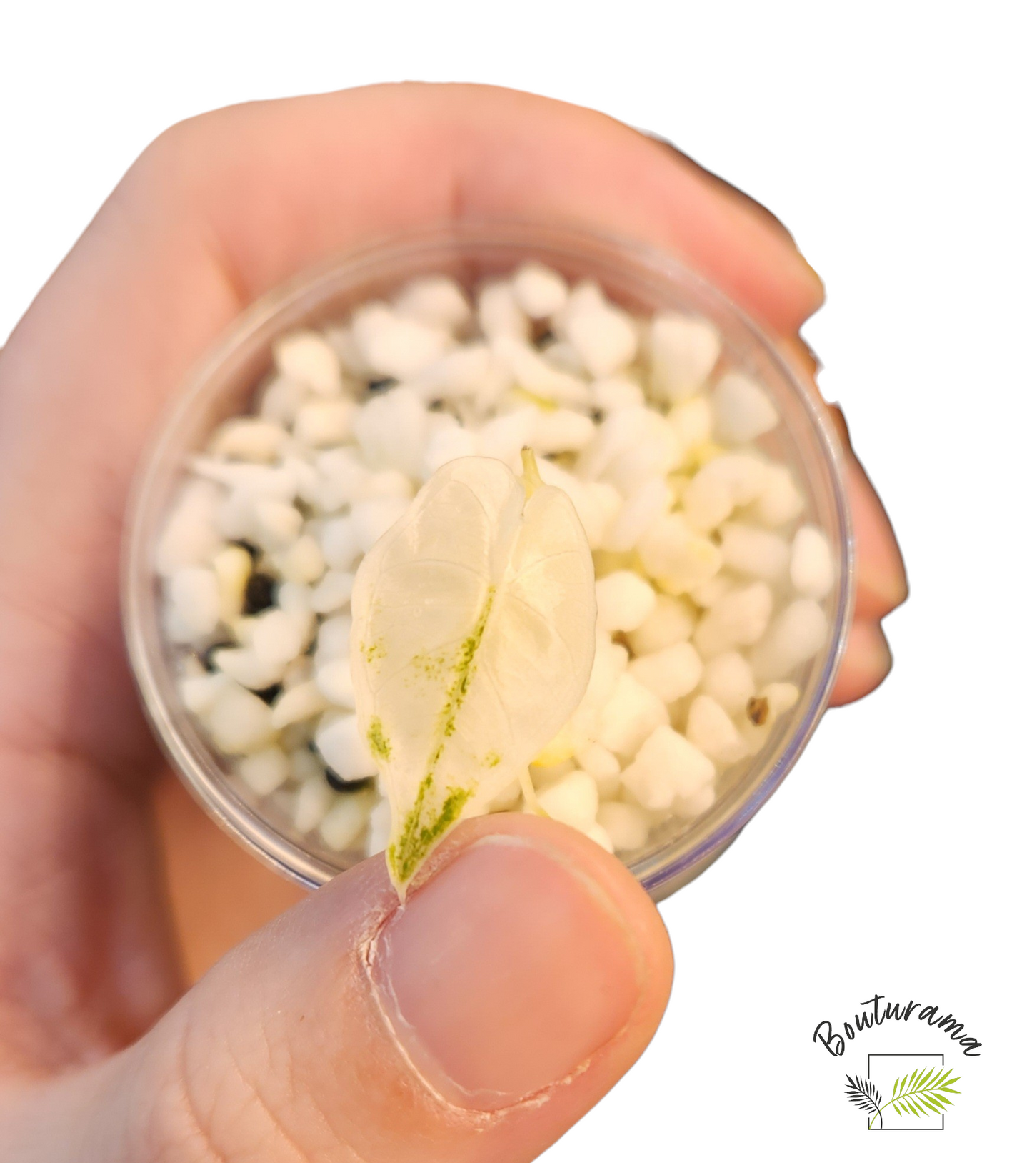 Alocasia Frydek Variegata