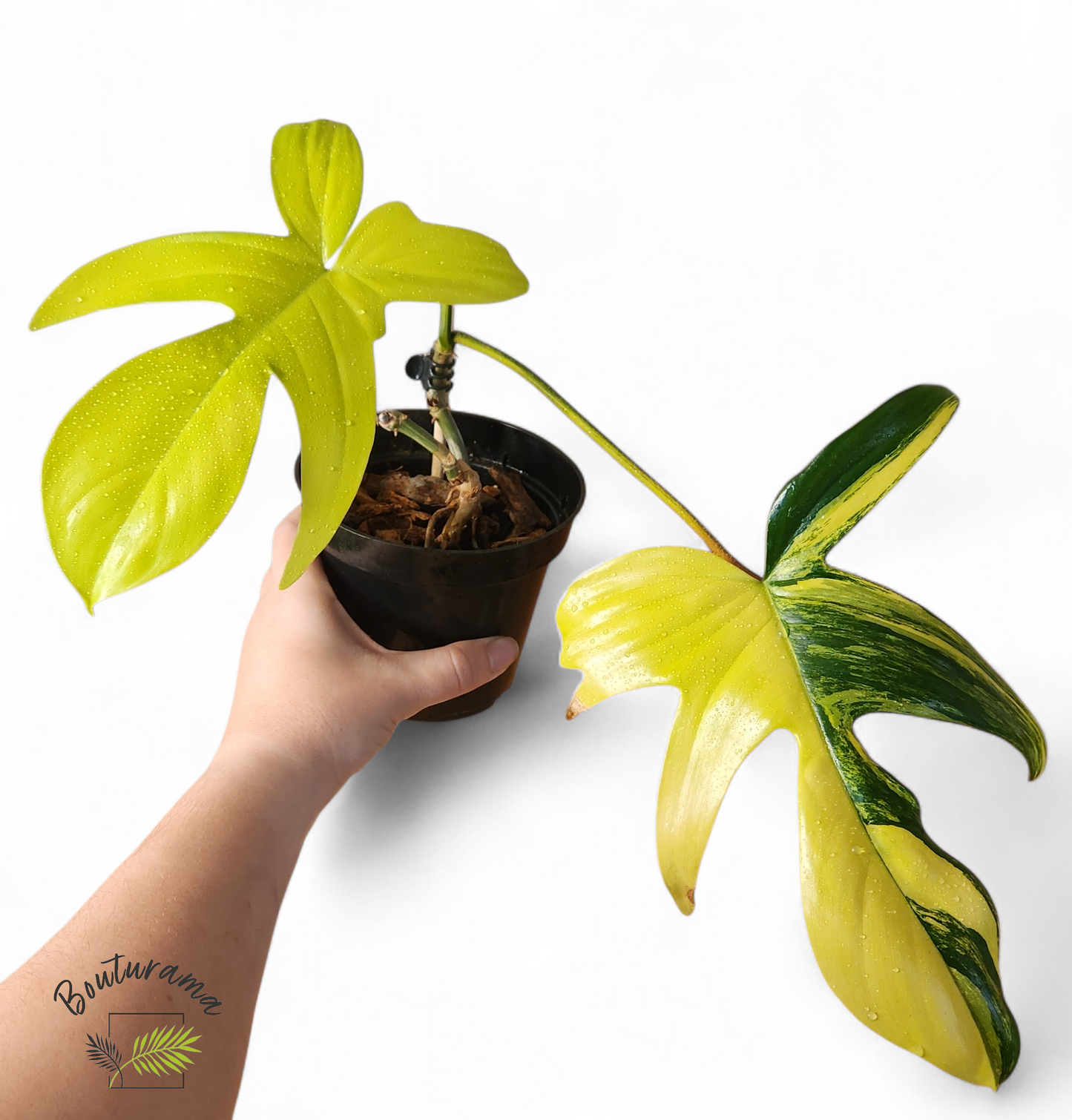 Philodendron Florida Beauty