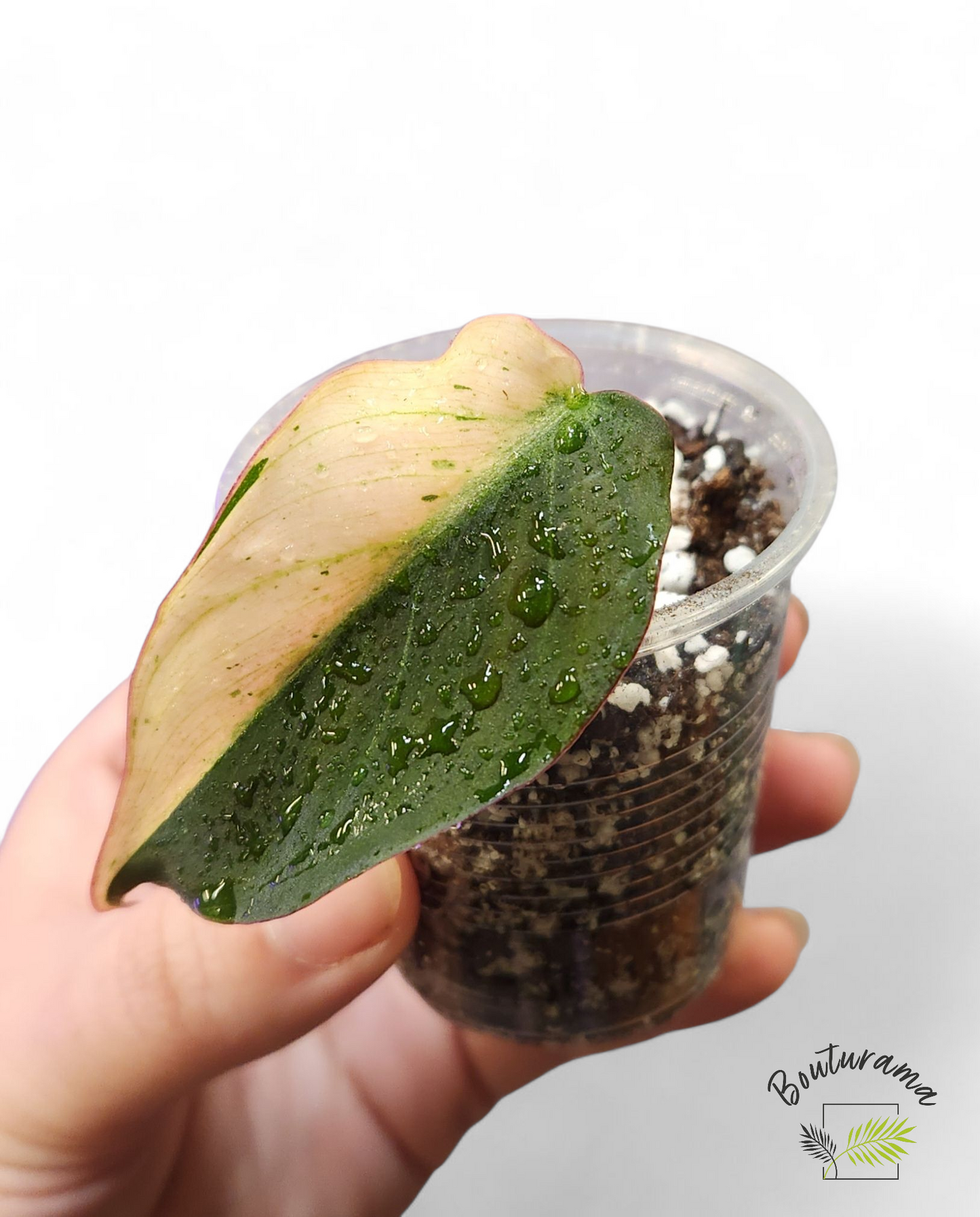 Philodendron Micans Mint