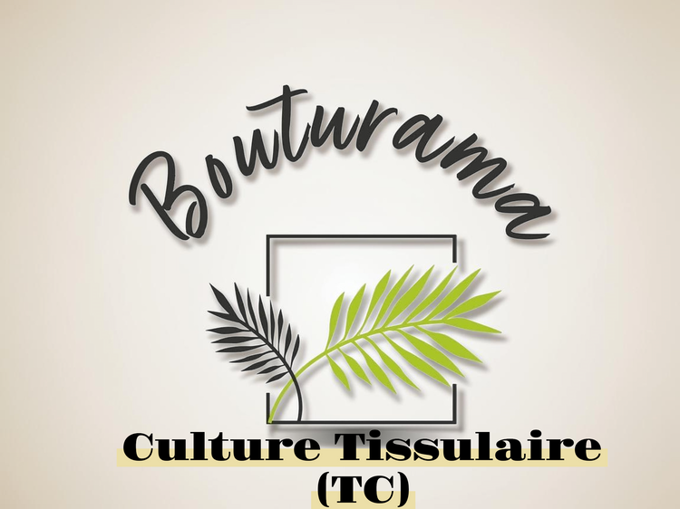 Plantes TC (culture tissulaire)